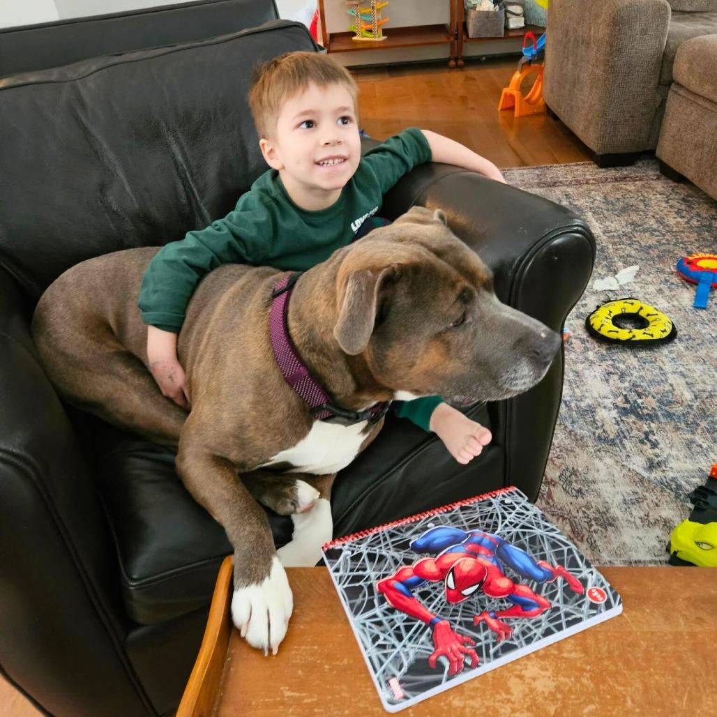 Enlarge Titan, a Adoptable American Staffordshire Terrier in South Portland, ME image 6/6