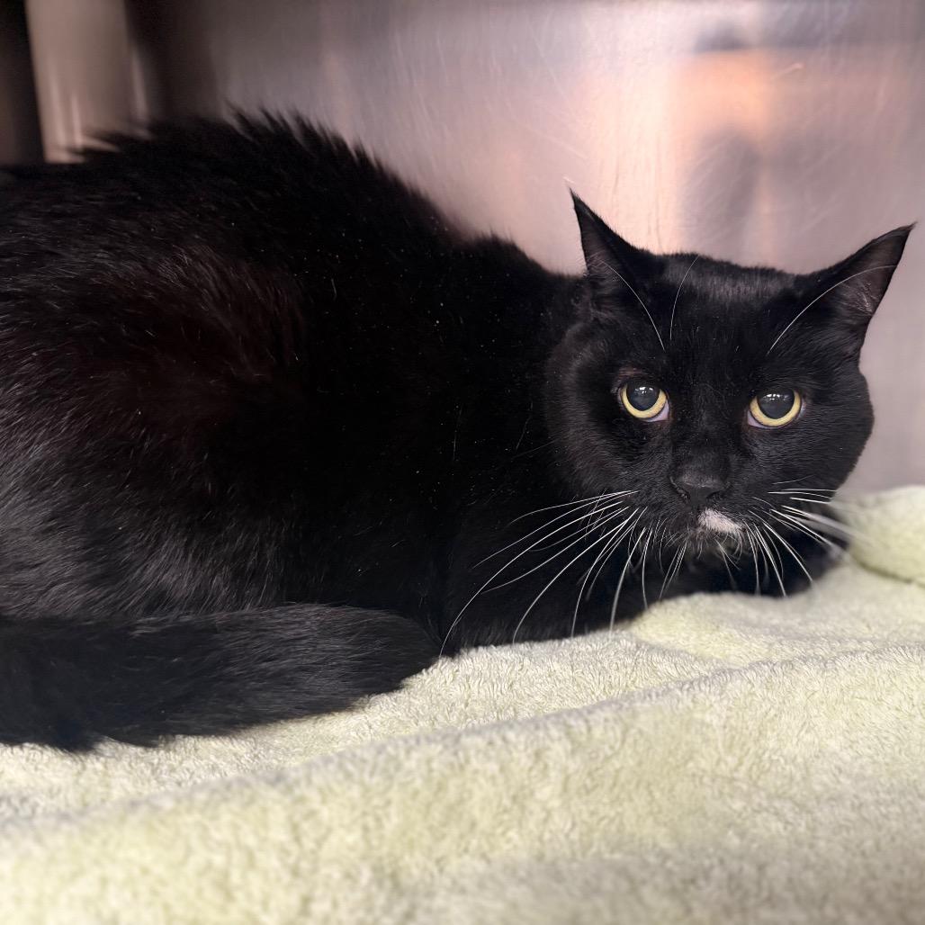 Booker, Adoptable, Senior Male American Shorthair.