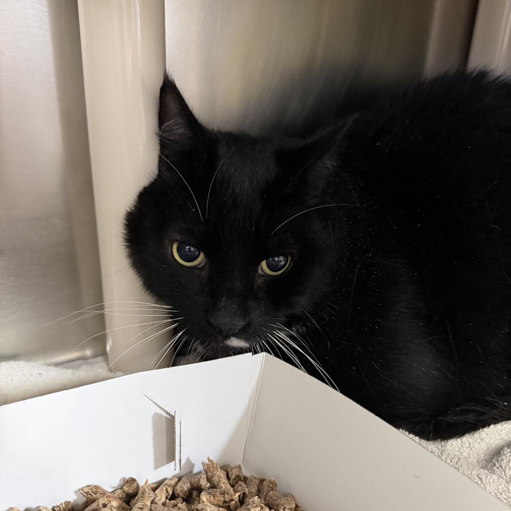 Enlarge Booker, a Adoptable American Shorthair in Perkiomenville, PA image 2/2