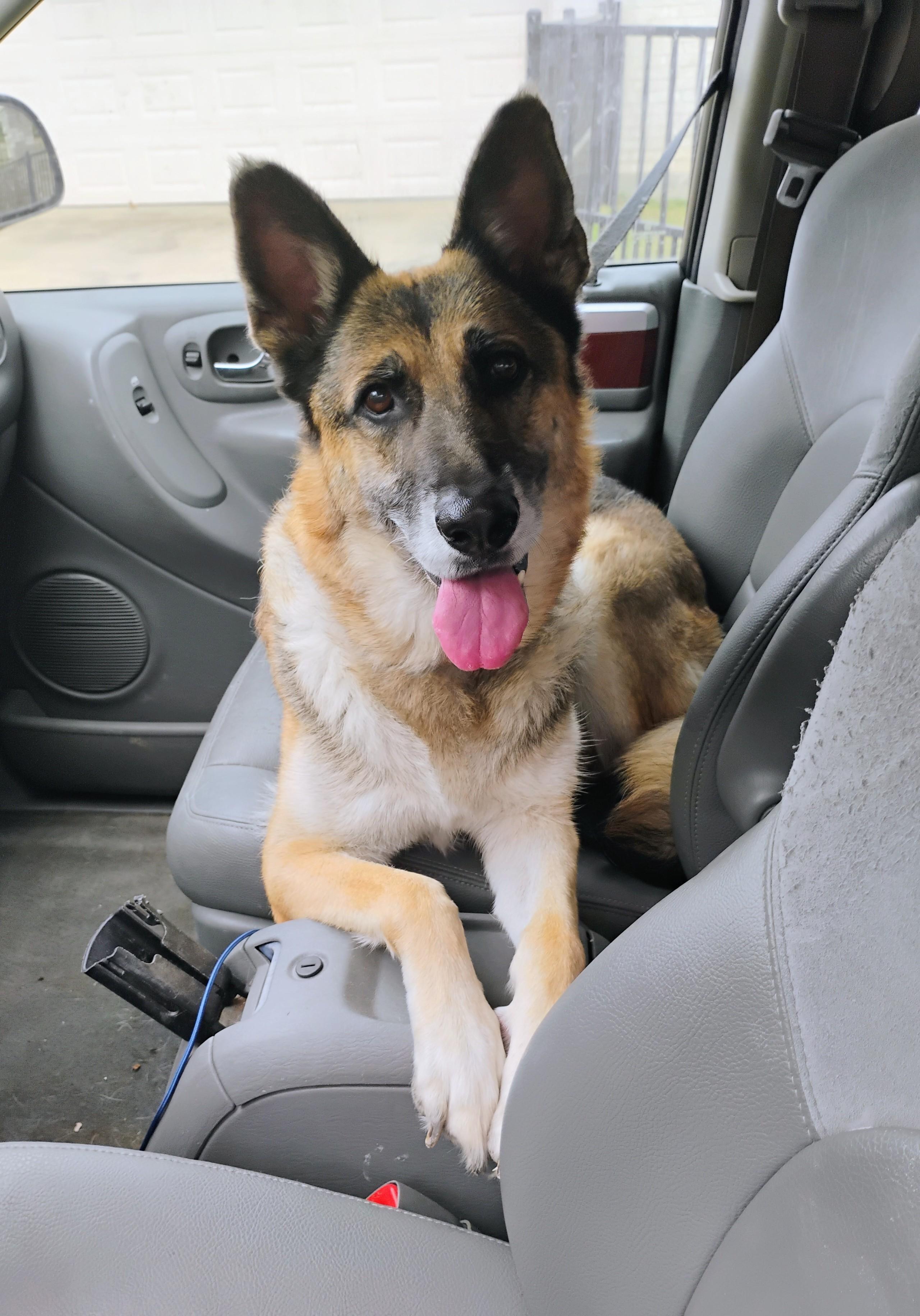 Enlarge Loveable Rylee, a Adoptable mixed breed in Des Moines, IA image 2/6