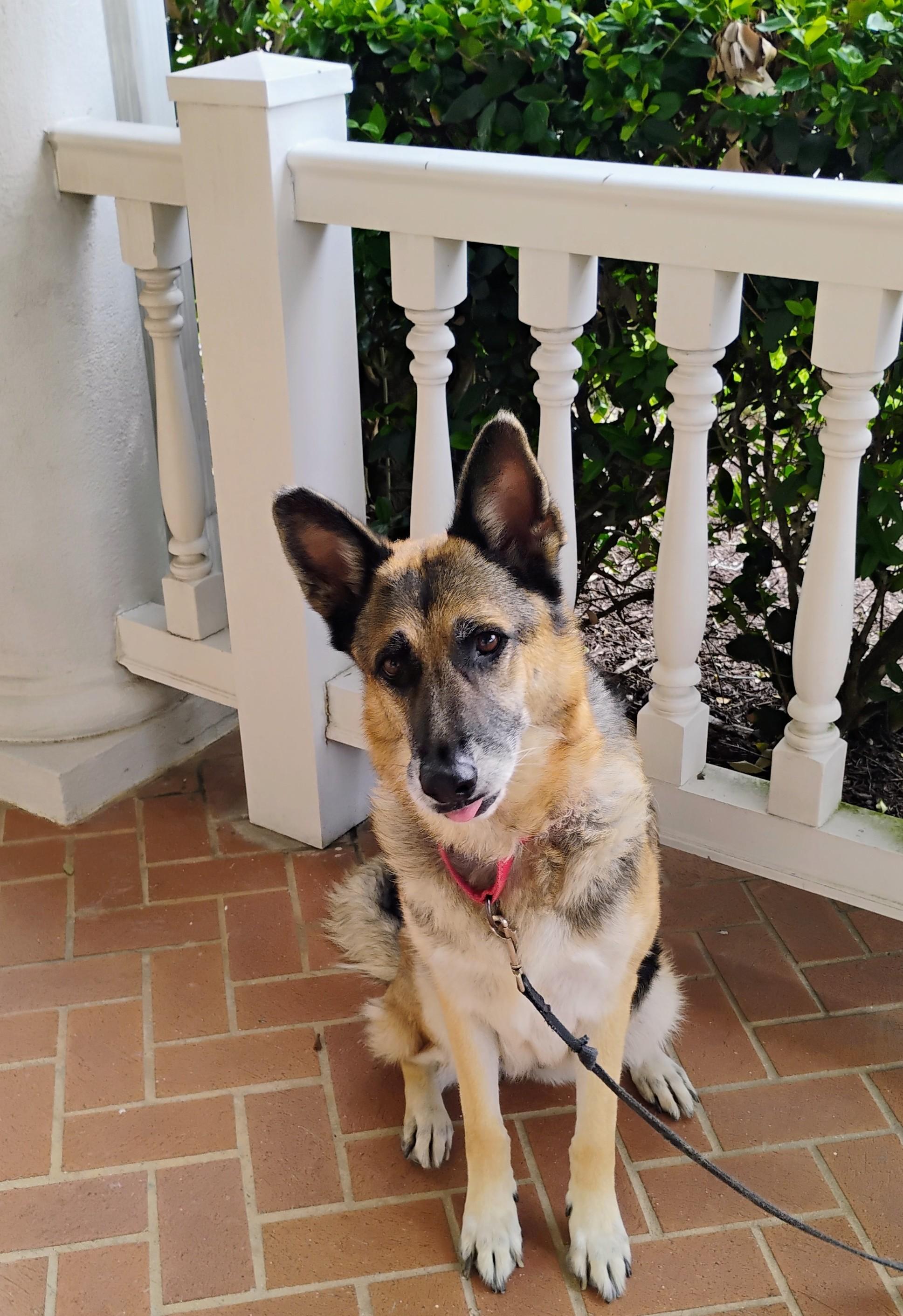 Enlarge Loveable Rylee, a Adoptable mixed breed in Des Moines, IA image 5/6