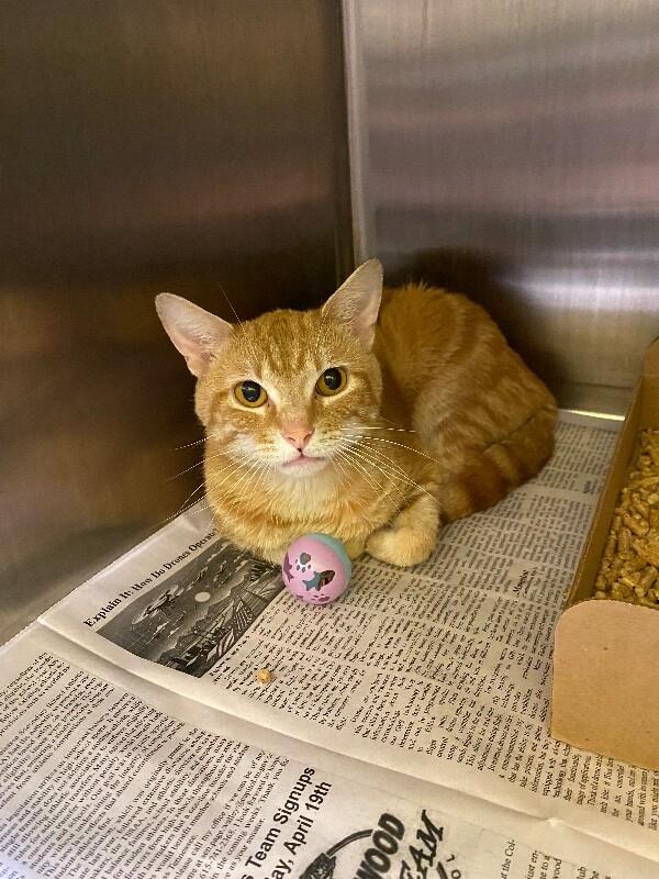 Shoyu, Adoptable, Adult Male Domestic Short Hair.