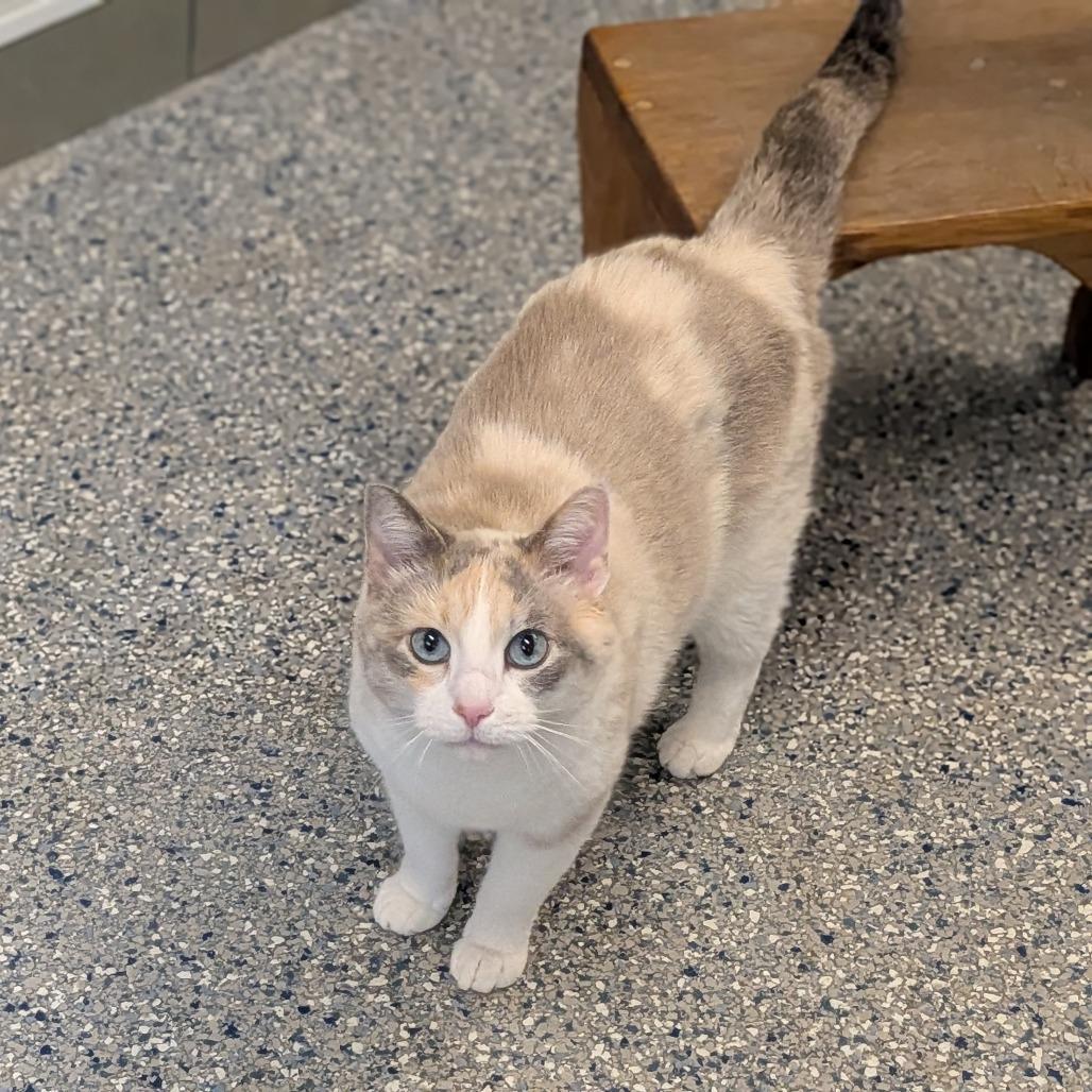 Snowy, Adoptable, Senior Female Domestic Short Hair.