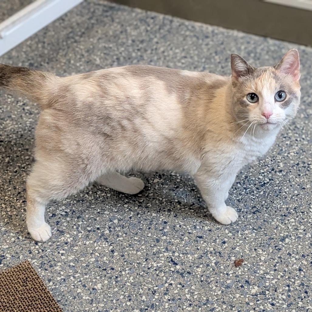 Enlarge Snowy, a Adoptable Domestic Short Hair in Prairie du Chien, WI image 2/2