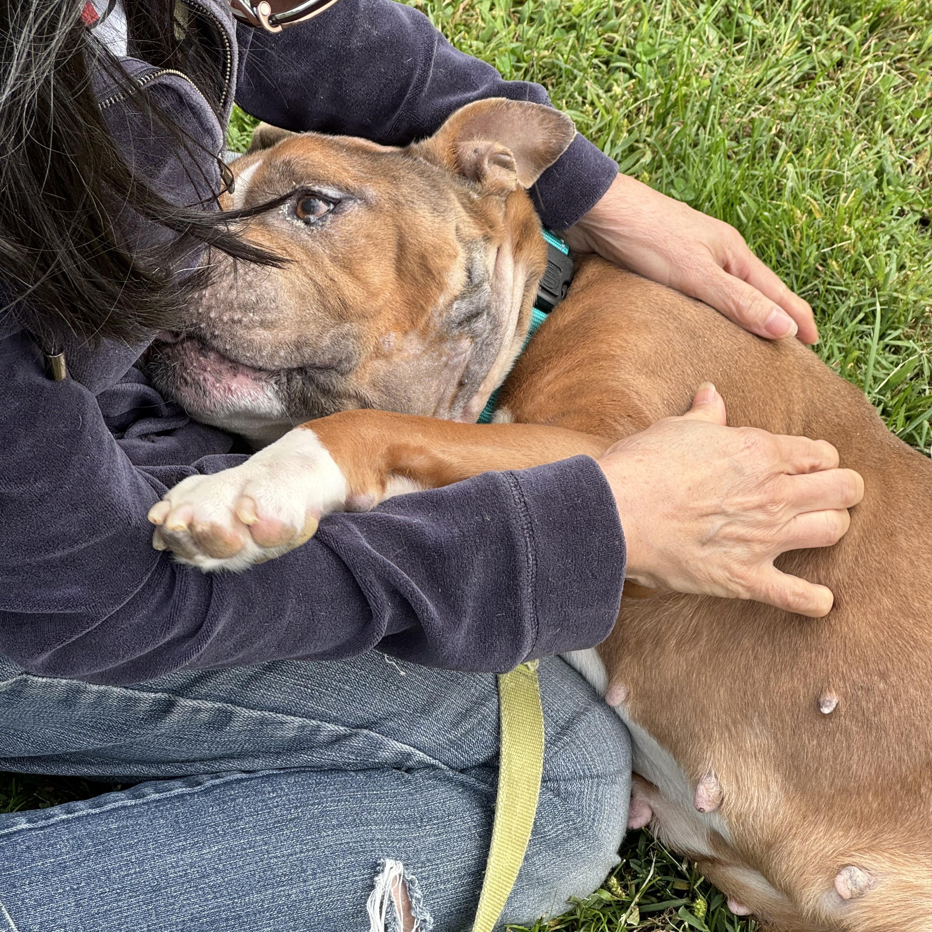 Enlarge Autumn, a Adoptable mixed breed in Mendham, NJ image 2/2