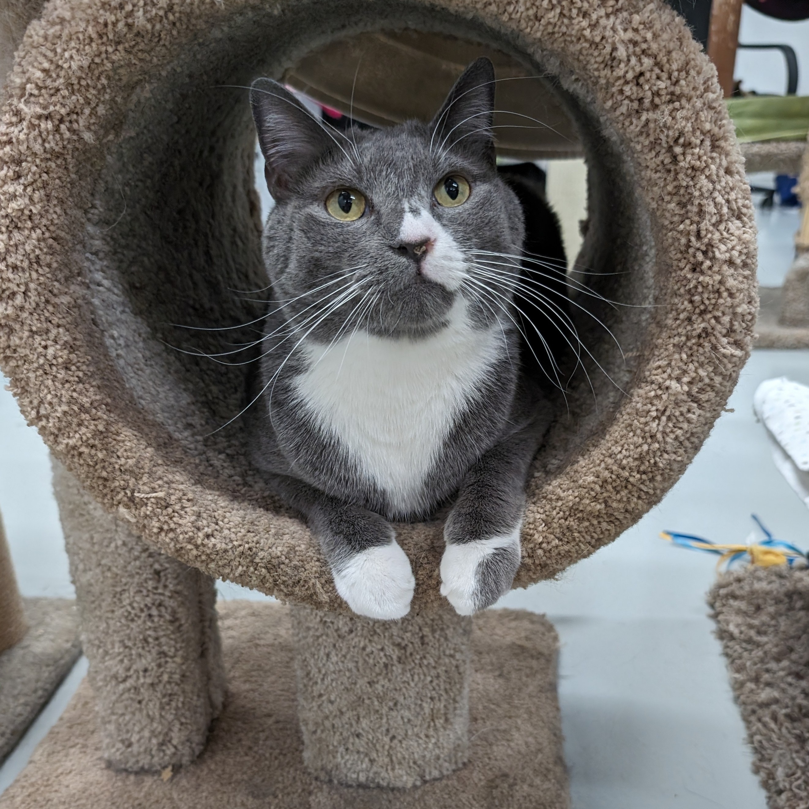 Lucky, a Adoptable mixed breed in West Palm Beach, FL image 5/6