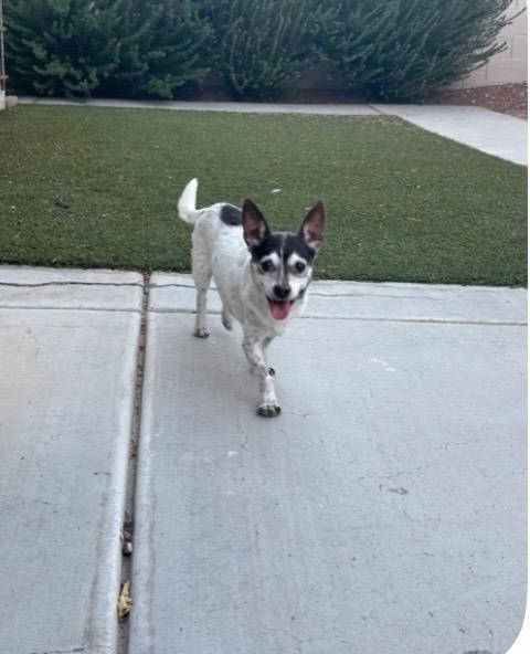Enlarge Zero, a Adoptable Chihuahua in Las Vegas, NV image 2/2