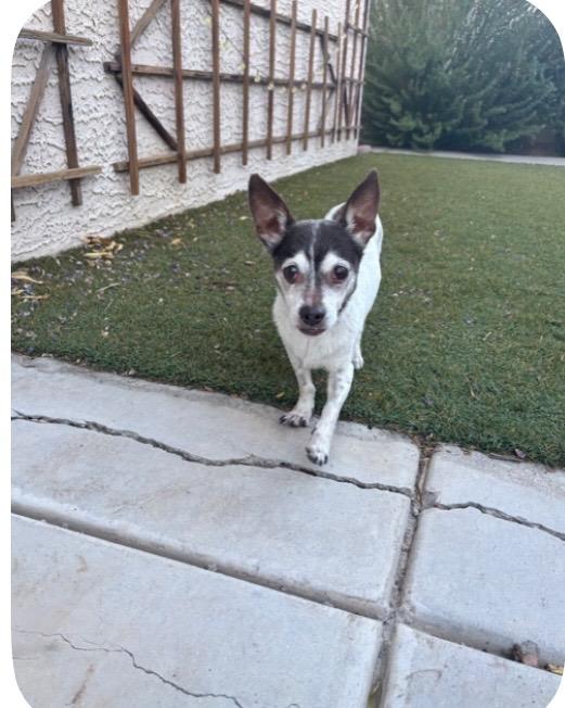Zero, Adoptable, Senior Female Chihuahua.