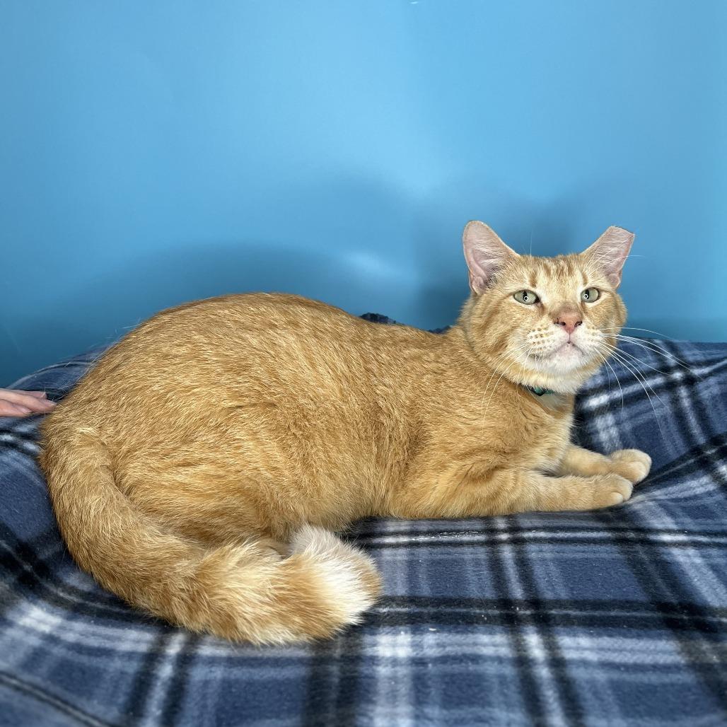 Enlarge Leo, a Adoptable Domestic Short Hair in San Antonio, TX image 2/6