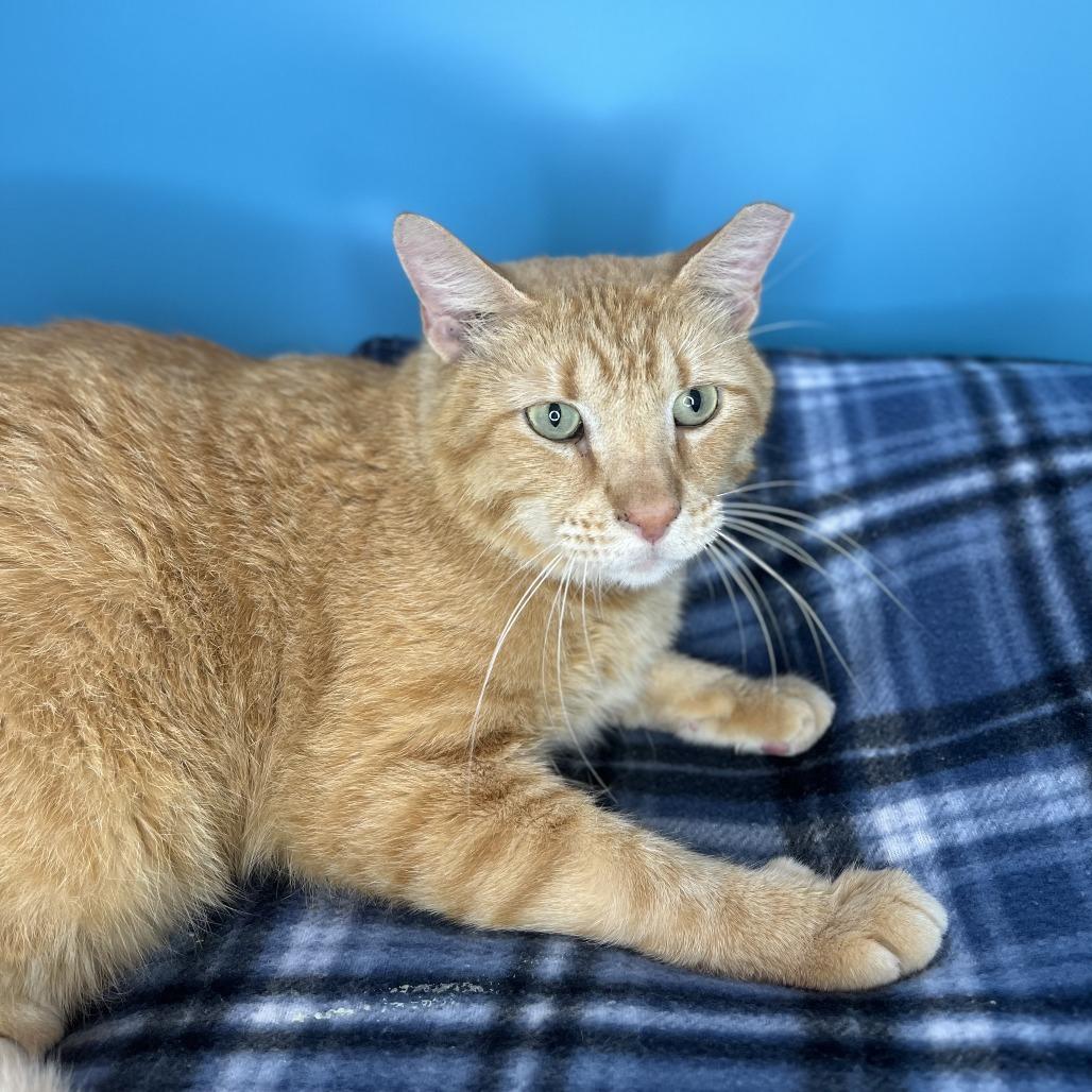 Enlarge Leo, a Adoptable Domestic Short Hair in San Antonio, TX image 3/6