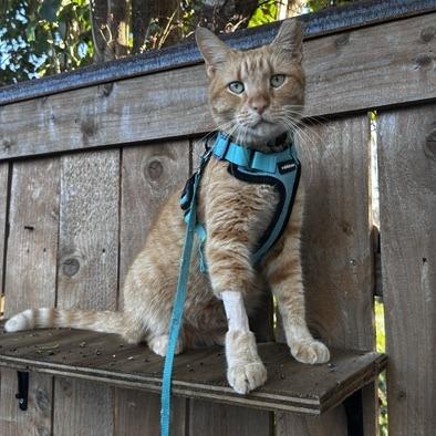 Leo, a Adoptable Domestic Short Hair in San Antonio, TX image 2/6