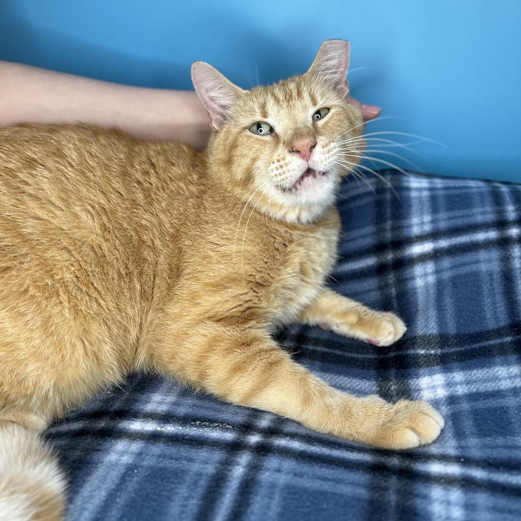 Enlarge Leo, a Adoptable Domestic Short Hair in San Antonio, TX image 4/6