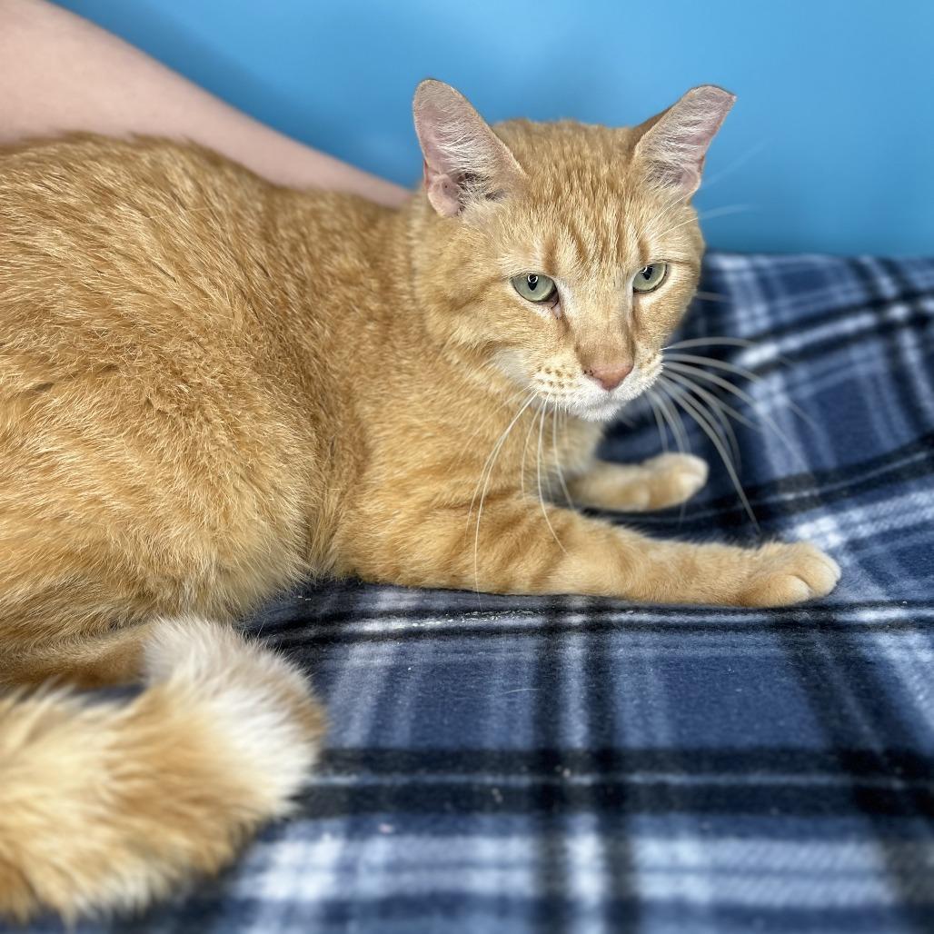 Leo, a Adoptable Domestic Short Hair in San Antonio, TX image 3/6