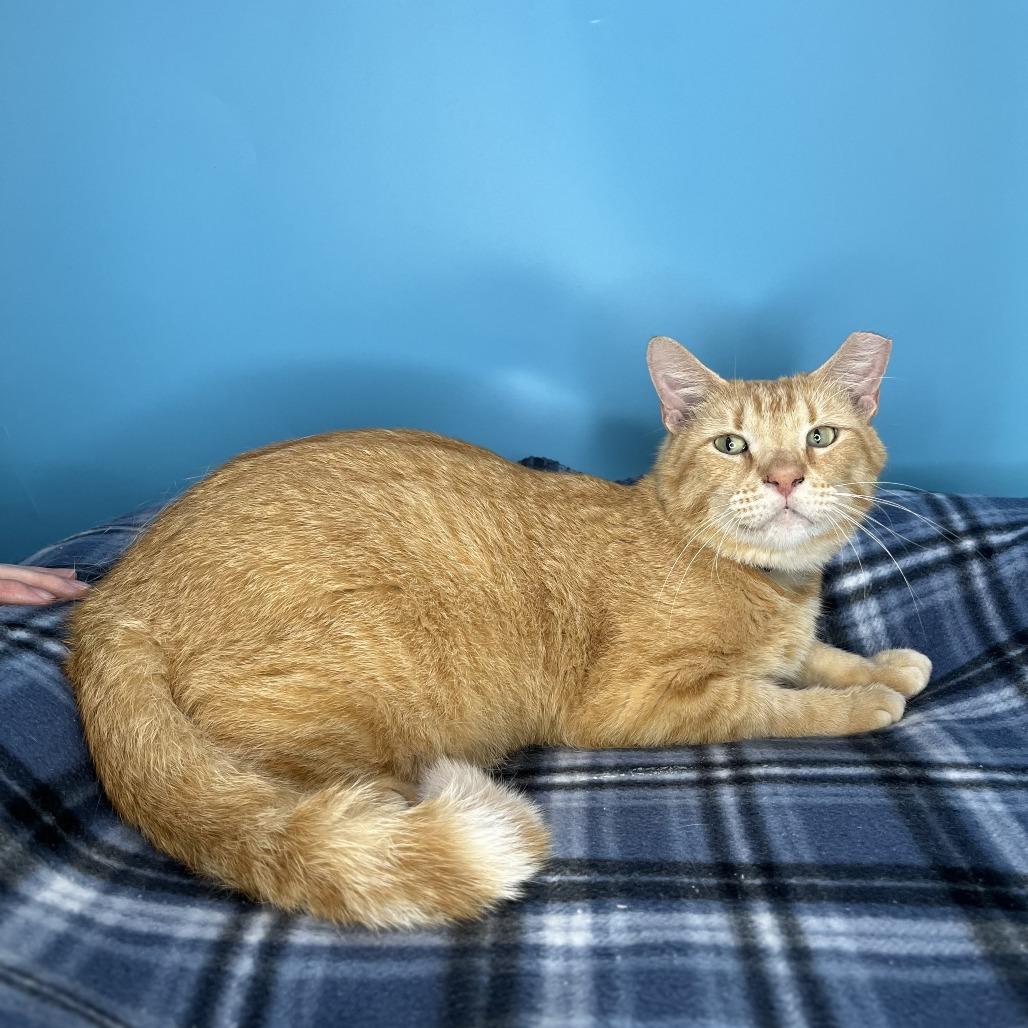 Enlarge Leo, a Adoptable Domestic Short Hair in San Antonio, TX image 5/6