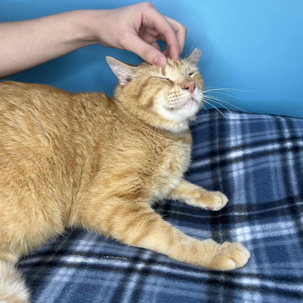 Enlarge Leo, a Adoptable Domestic Short Hair in San Antonio, TX image 6/6