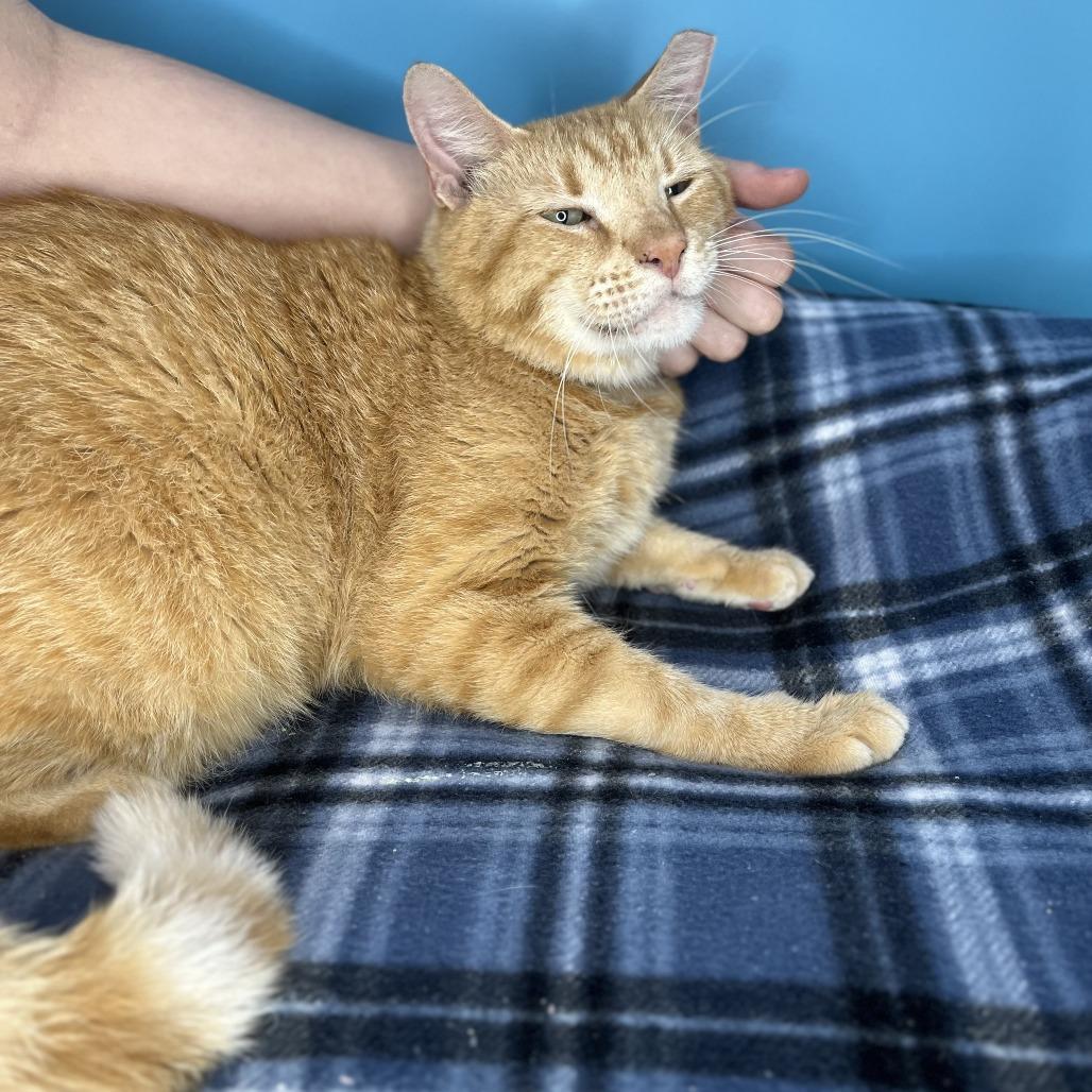 Leo, a Adoptable Domestic Short Hair in San Antonio, TX image 6/6