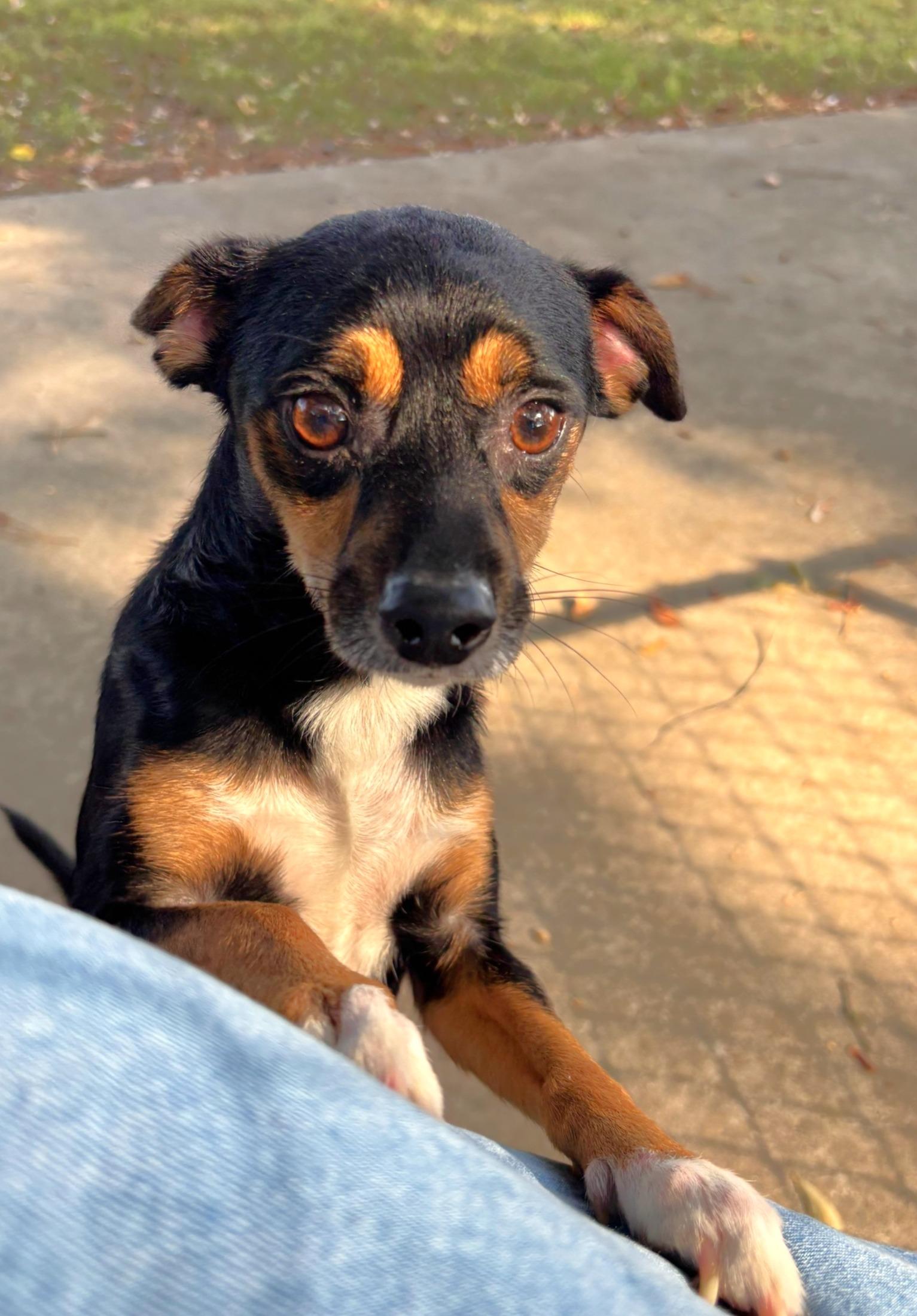 Rowdy, Adoptable, Adult Male Chihuahua.