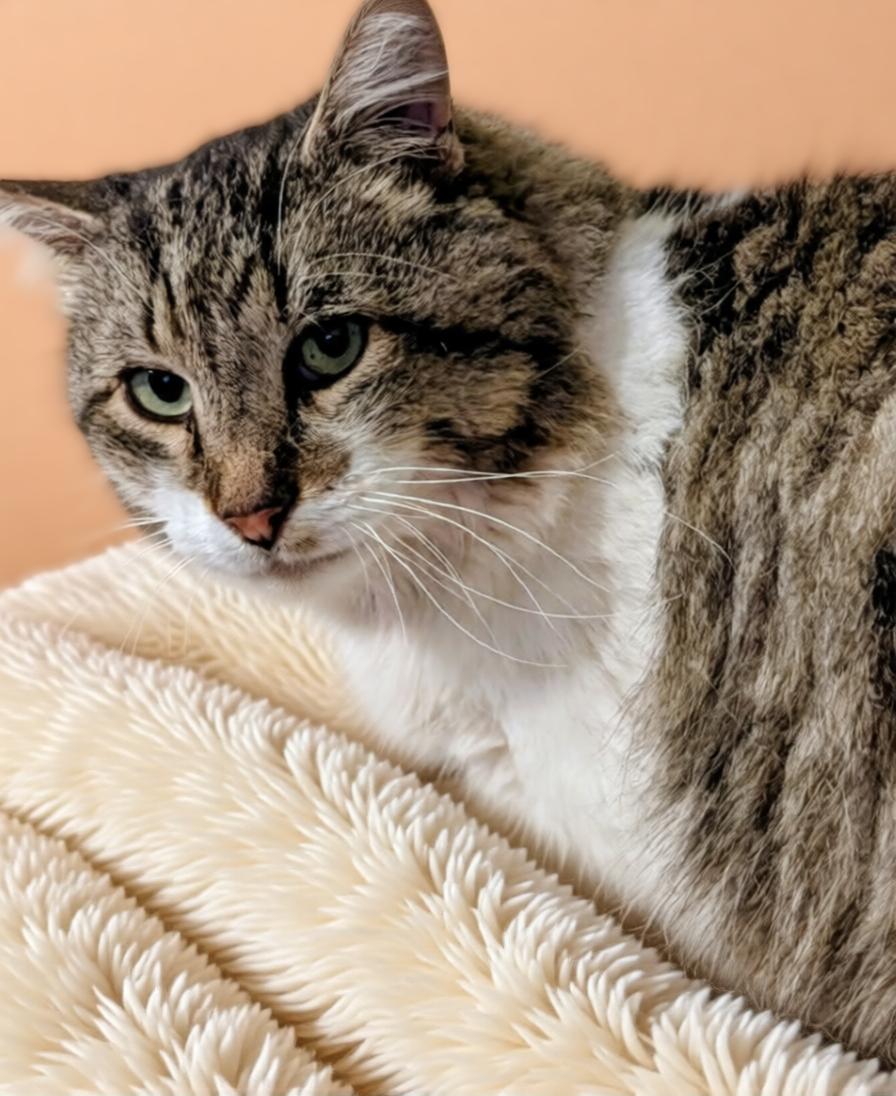 Enlarge Toby, a Adoptable mixed breed in Hamilton, ON image 3/3
