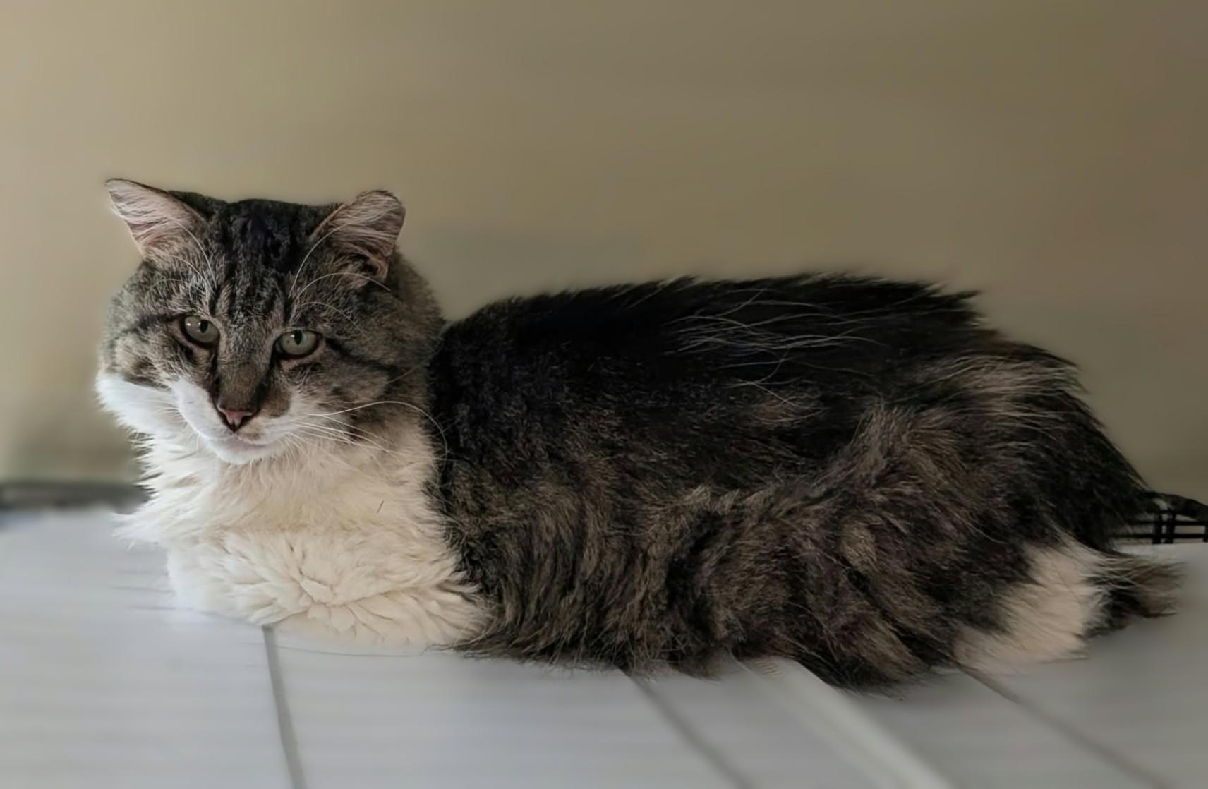 Toby, Adoptable, Adult Male Maine Coon & Domestic Long Hair.