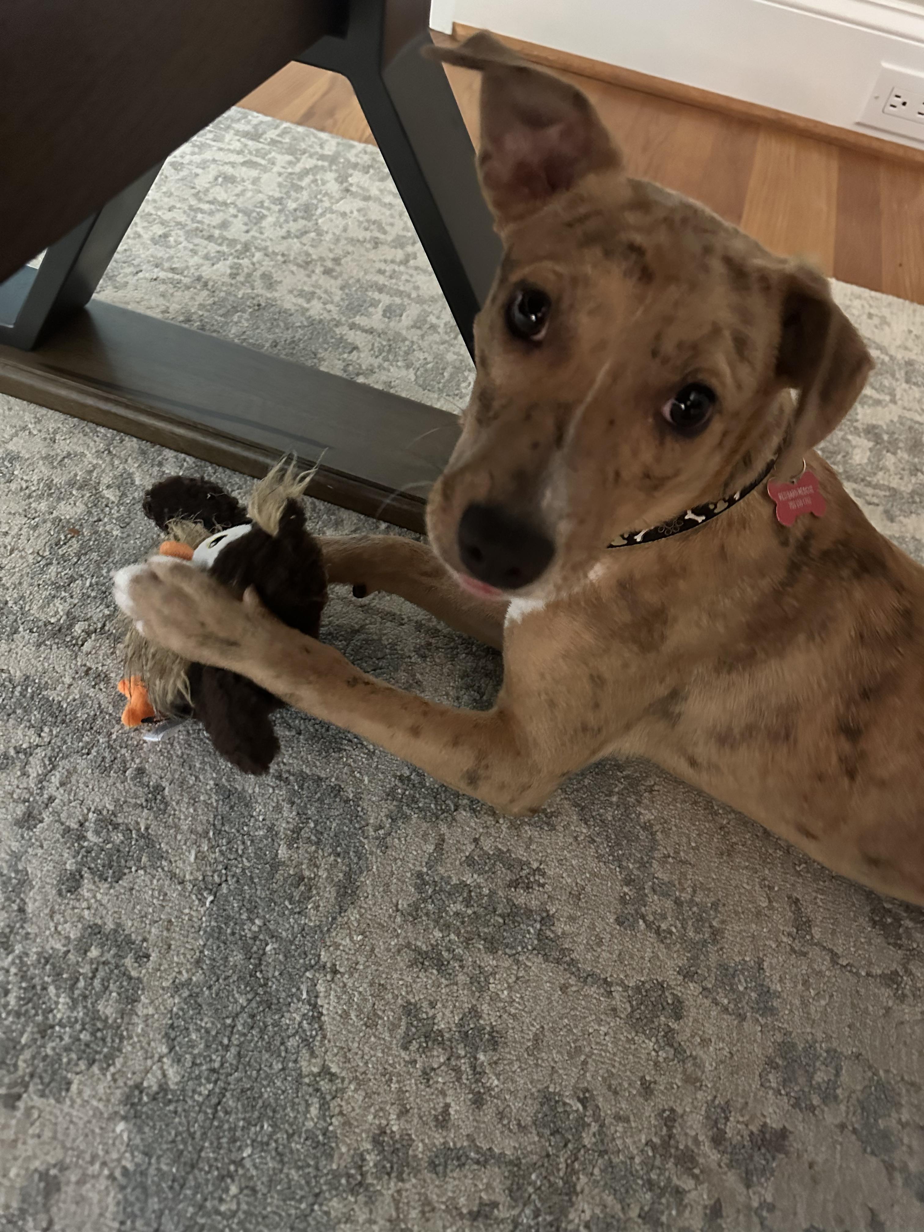 Enlarge Fawn - AVAILABLE TO FOSTER OR ADOPT, an adopted mixed breed in Clayton, NC image 1/4