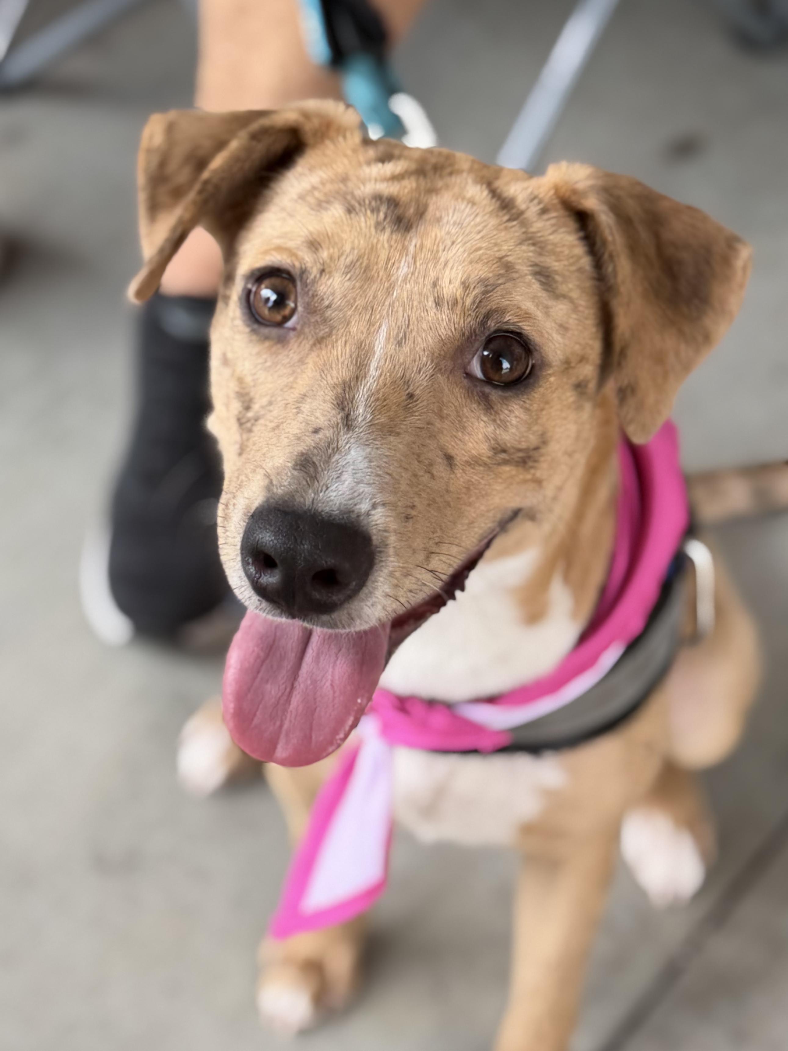 Enlarge Fawn - AVAILABLE TO FOSTER OR ADOPT, an adopted mixed breed in Clayton, NC image 2/4