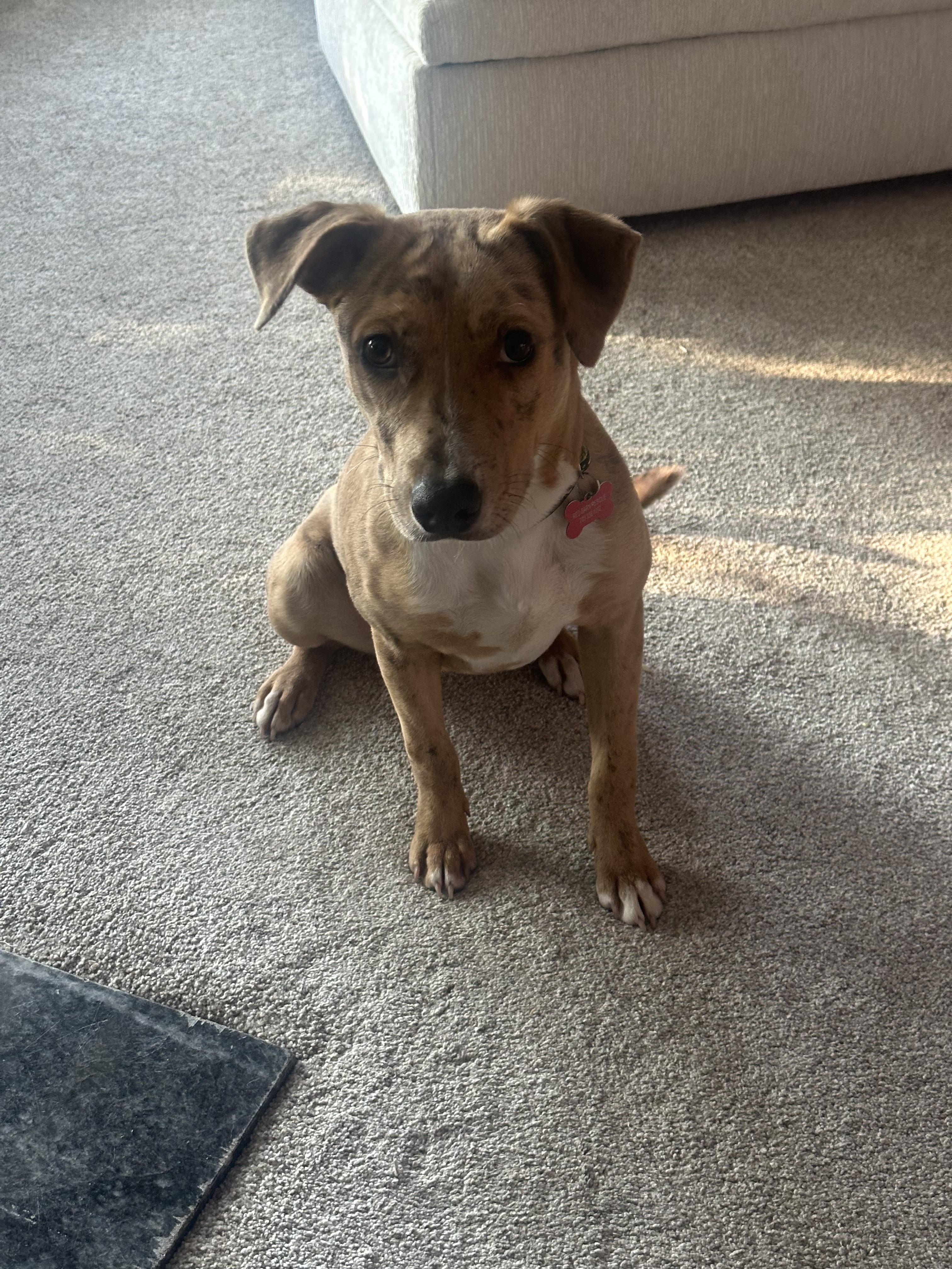 Enlarge Fawn - AVAILABLE TO FOSTER OR ADOPT, an adopted mixed breed in Clayton, NC image 3/4