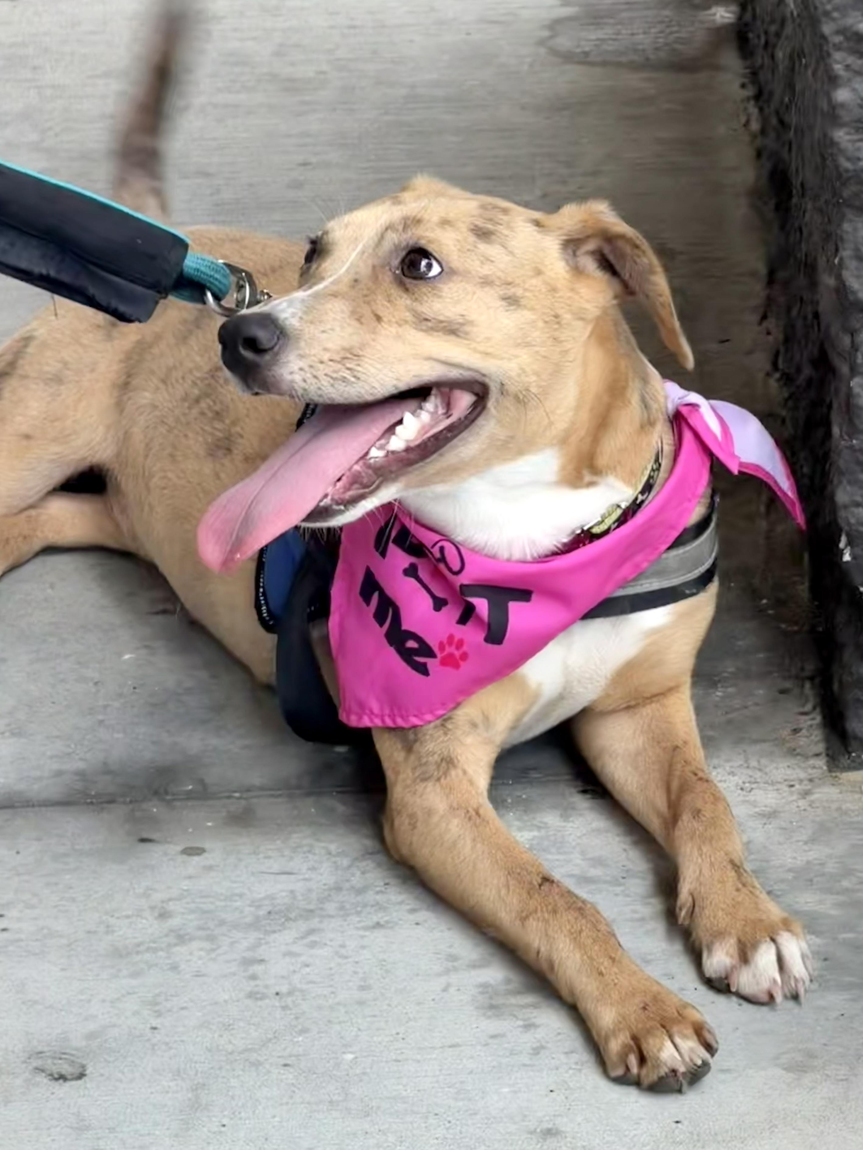Enlarge Fawn - AVAILABLE TO FOSTER OR ADOPT, an adopted mixed breed in Clayton, NC image 4/4