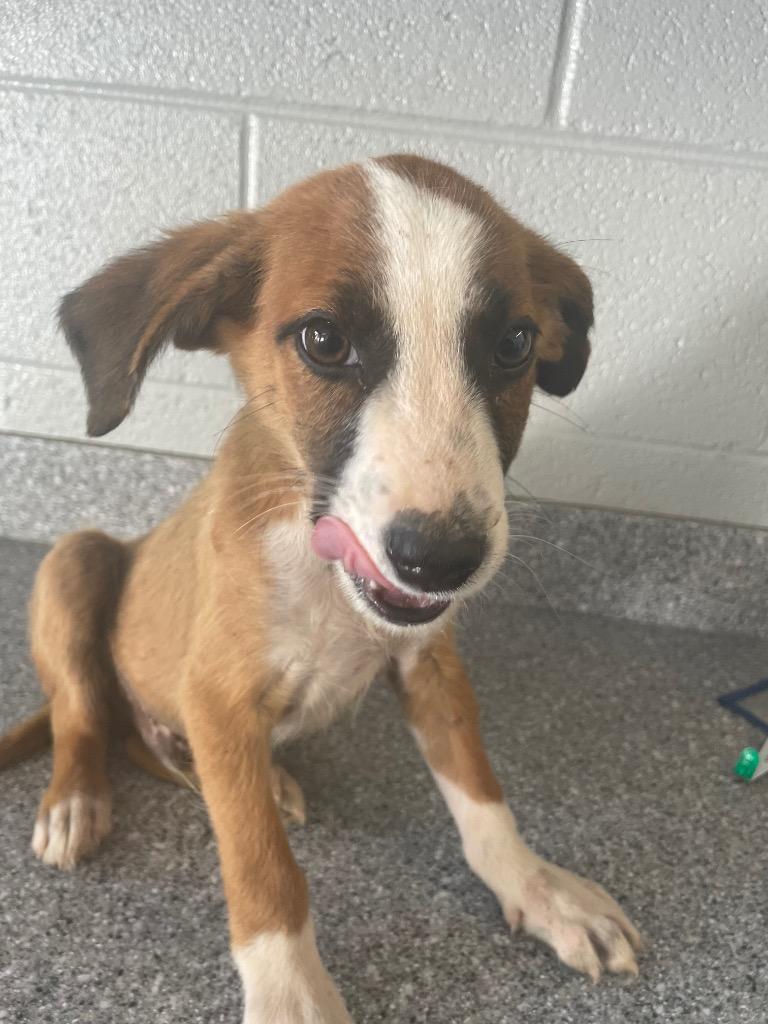 Dale, Adoptable, Puppy Male Hound & Mixed Breed.