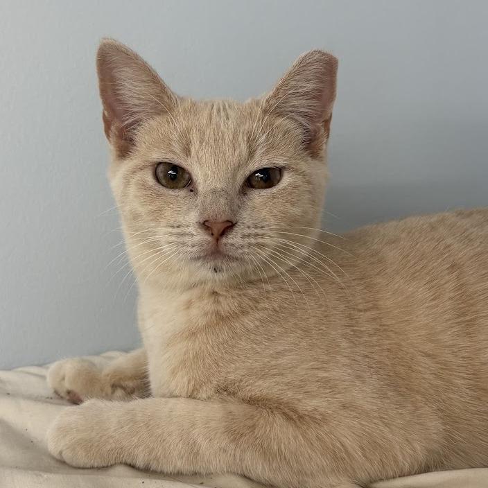 54747, Adoptable, Young Female Domestic Short Hair.