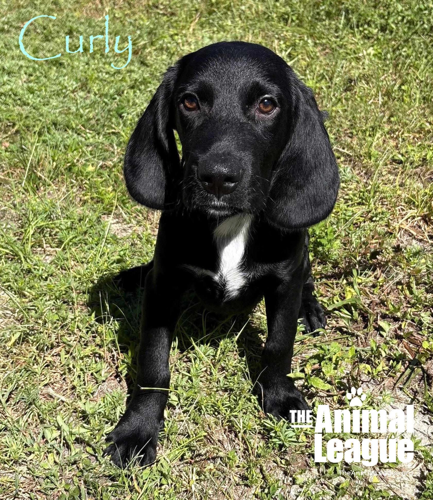 Enlarge Curly, a Adoptable mixed breed in Groveland, FL image 2/2