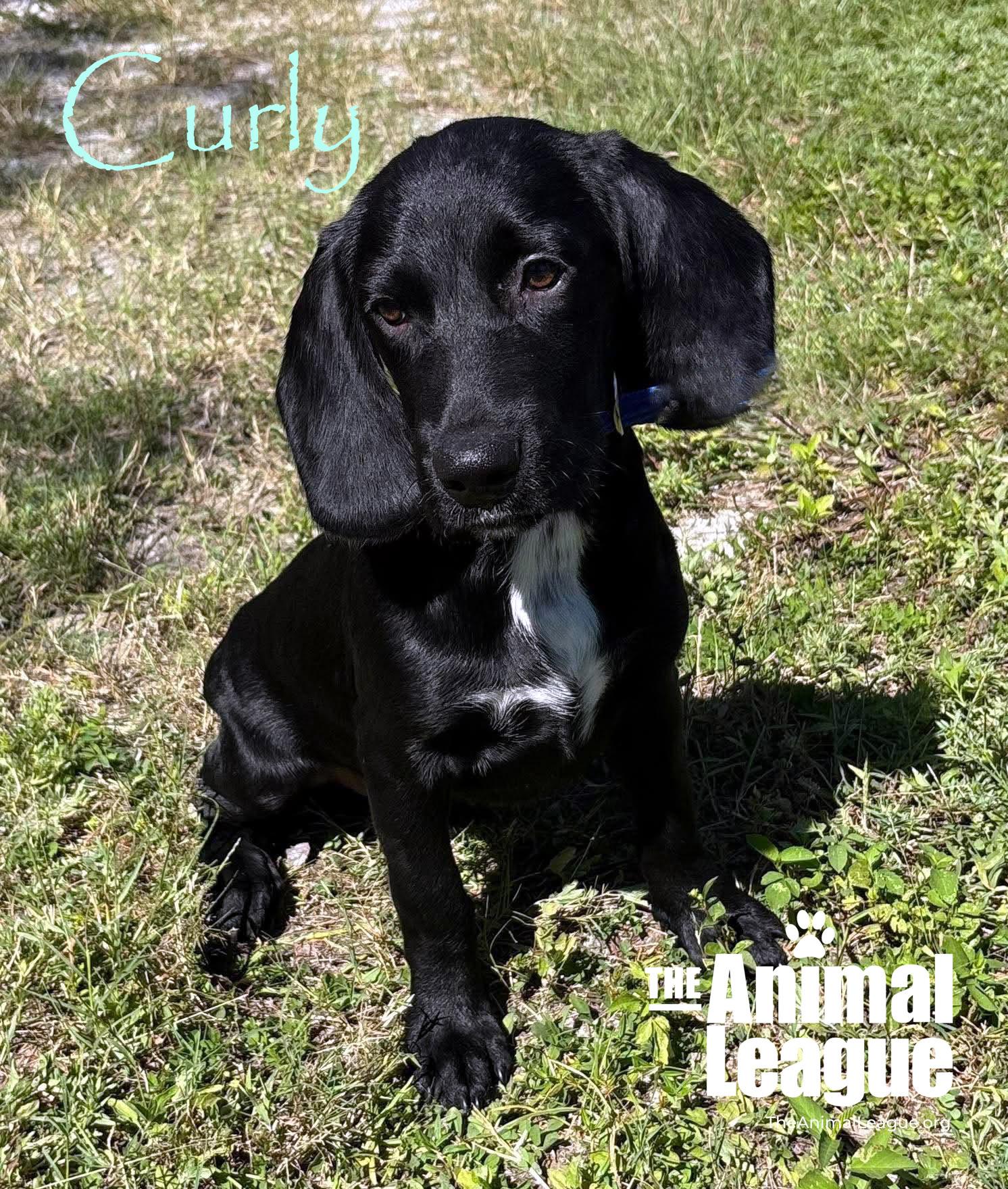 Curly, Adoptable, Puppy Male Labrador Retriever & Hound.