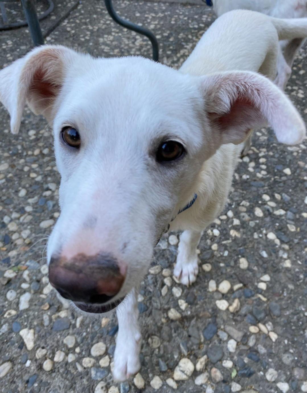 Enlarge Patrick, a Adopted mixed breed in Davis, CA image 1/3