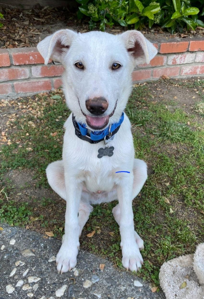 Enlarge Patrick, a Adopted mixed breed in Davis, CA image 2/3