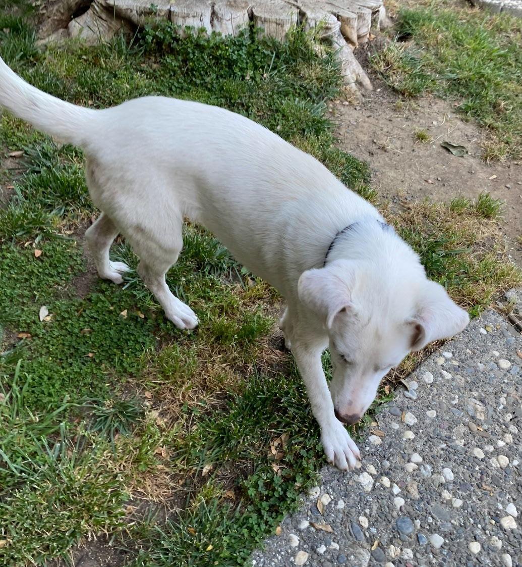 Enlarge Patrick, a Adopted mixed breed in Davis, CA image 3/3