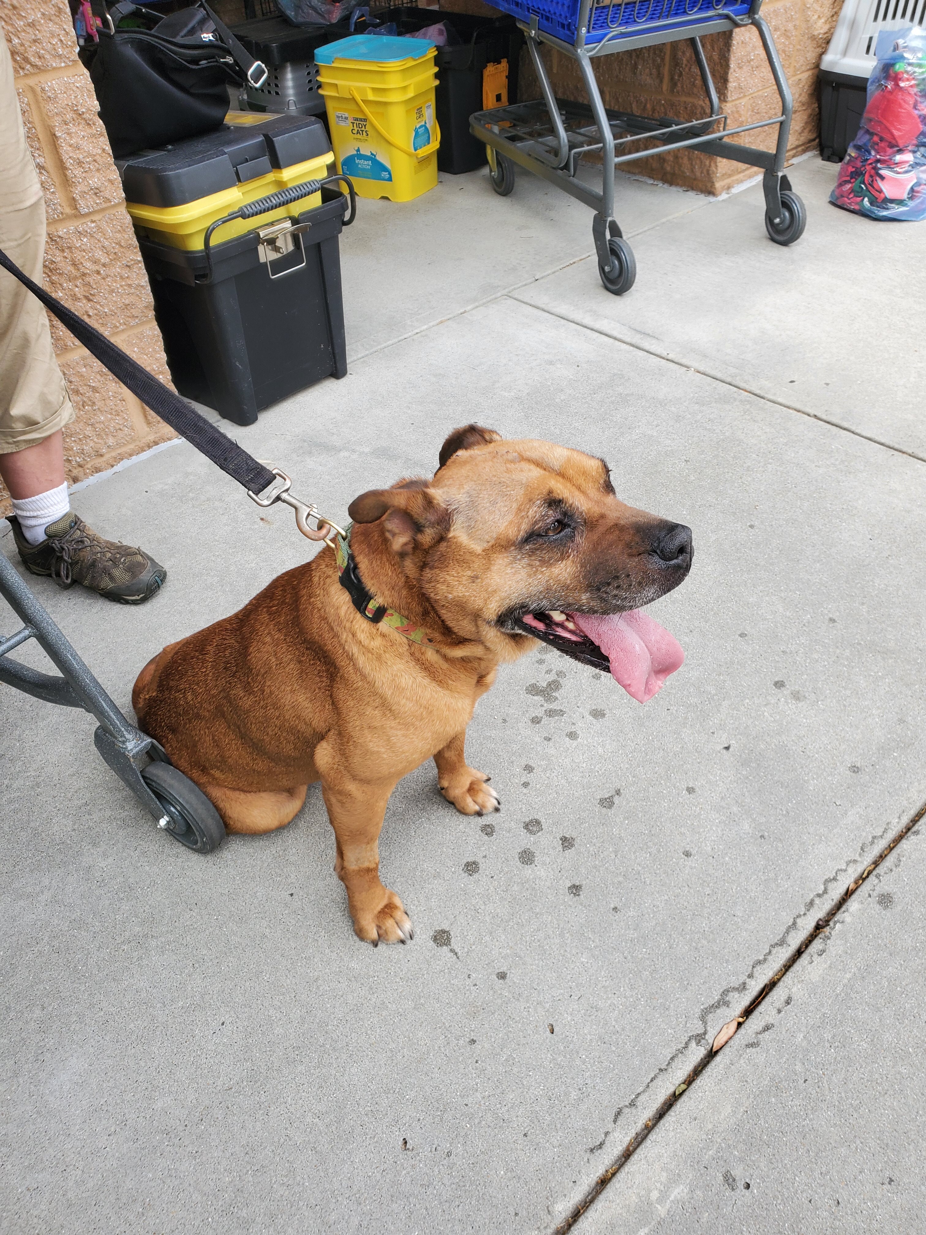 Marnie, a Adoptable mixed breed in Ladson, SC image 3/6