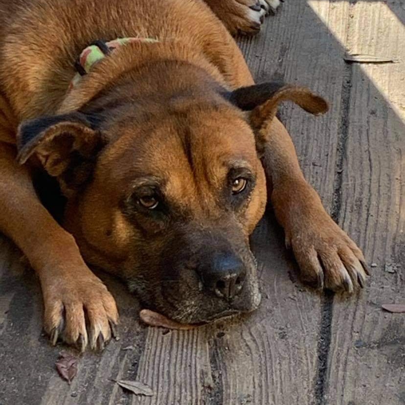 Marnie, a Adoptable mixed breed in Ladson, SC image 1/6