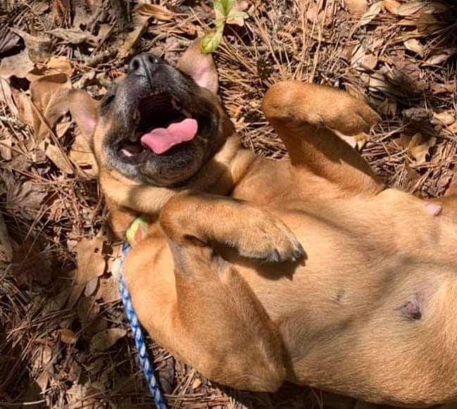 Marnie, a Adoptable mixed breed in Ladson, SC image 5/6