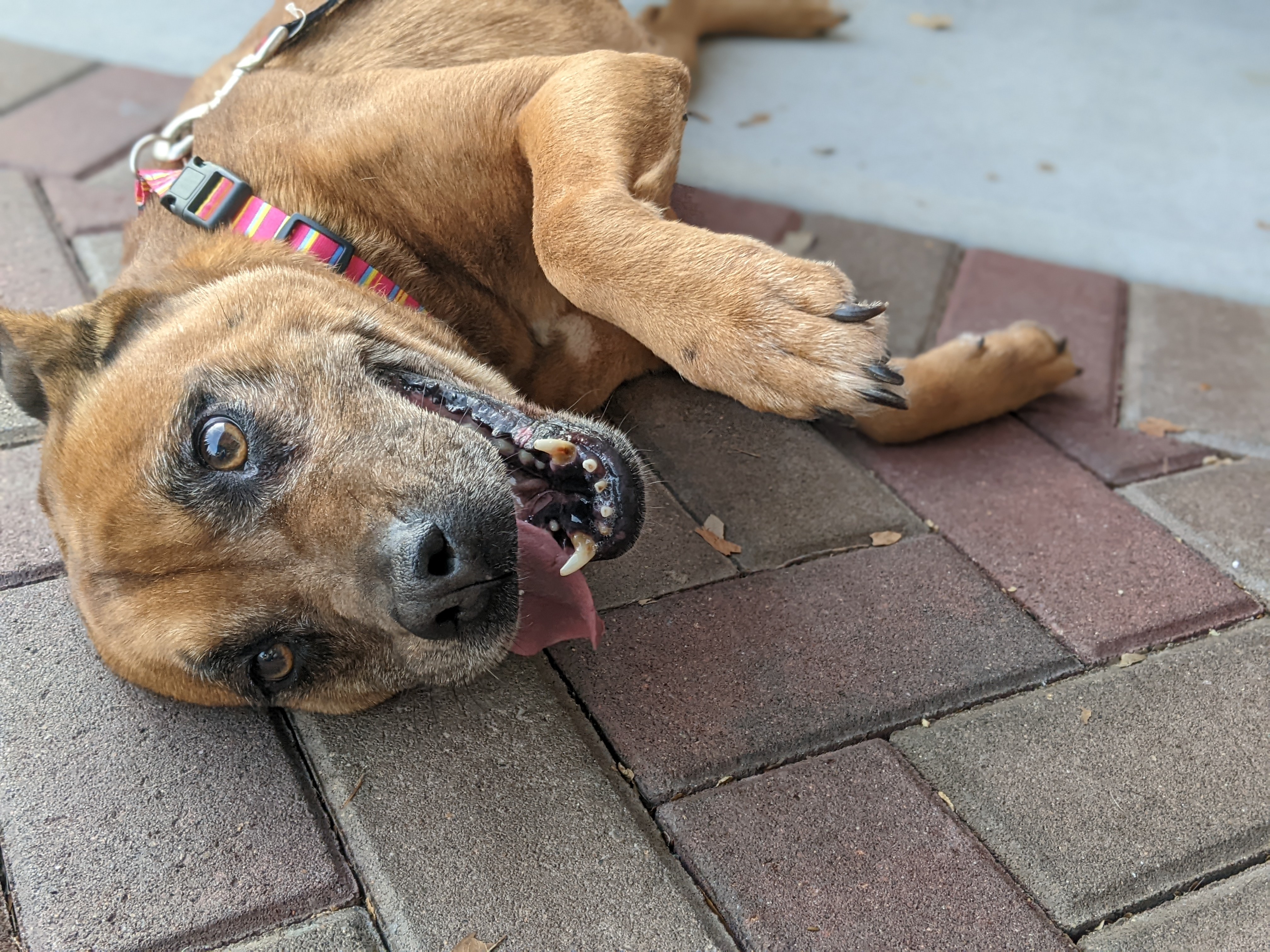 Marnie, a Adoptable mixed breed in Ladson, SC image 6/6