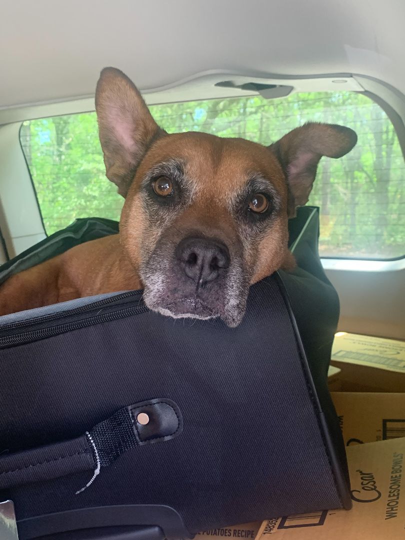 Marnie, a Adoptable mixed breed in Ladson, SC image 4/6