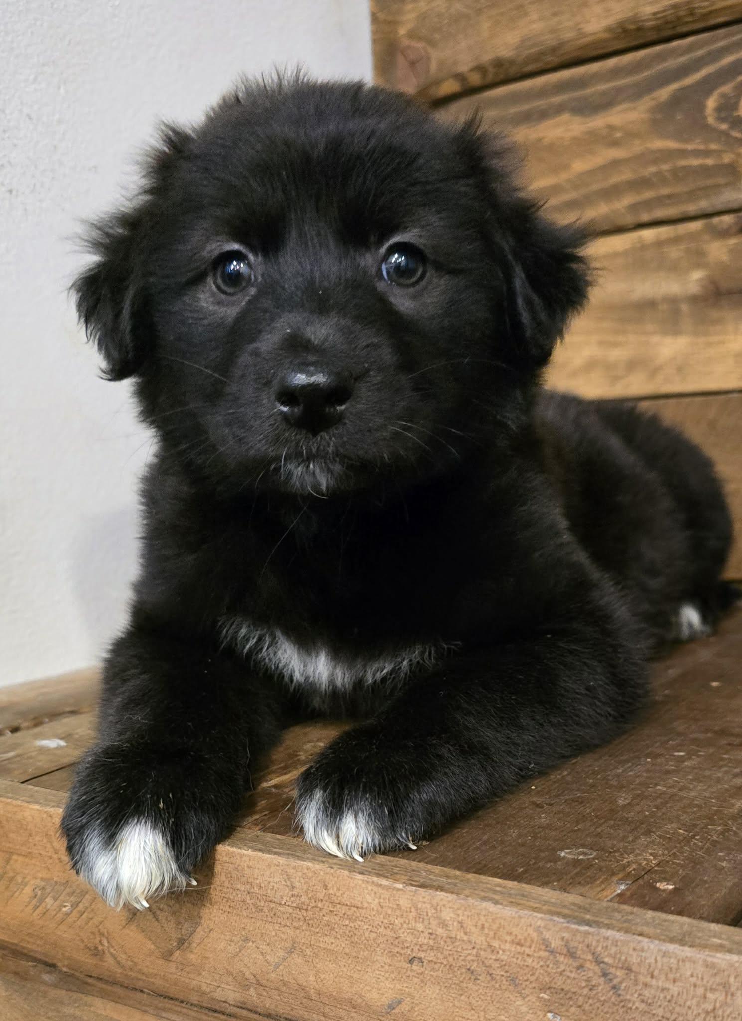 Bonnie, adopted, Puppy Female Labrador Retriever.