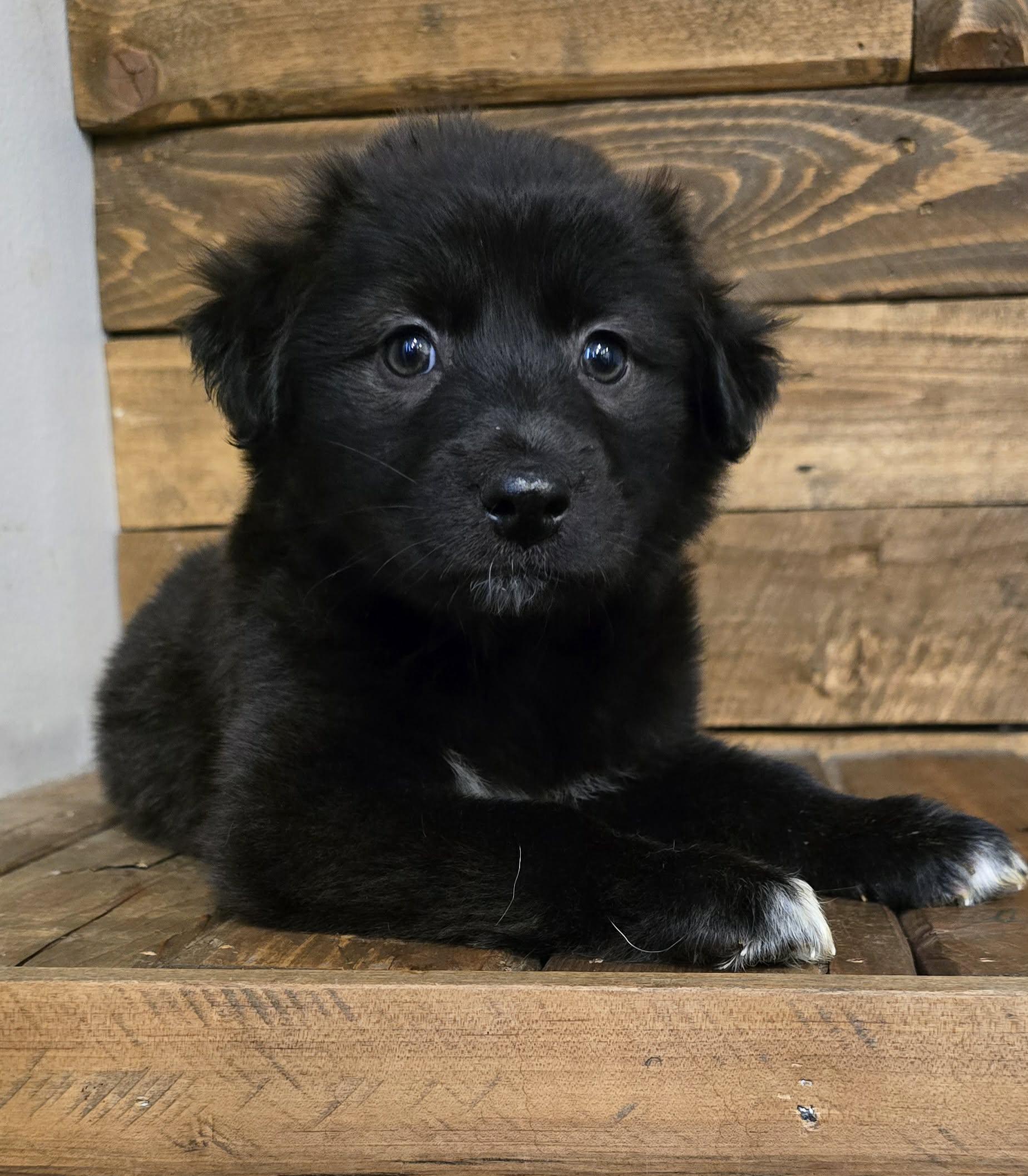 Enlarge Bonnie, an adopted mixed breed in Grand Rapids, MI image 2/2