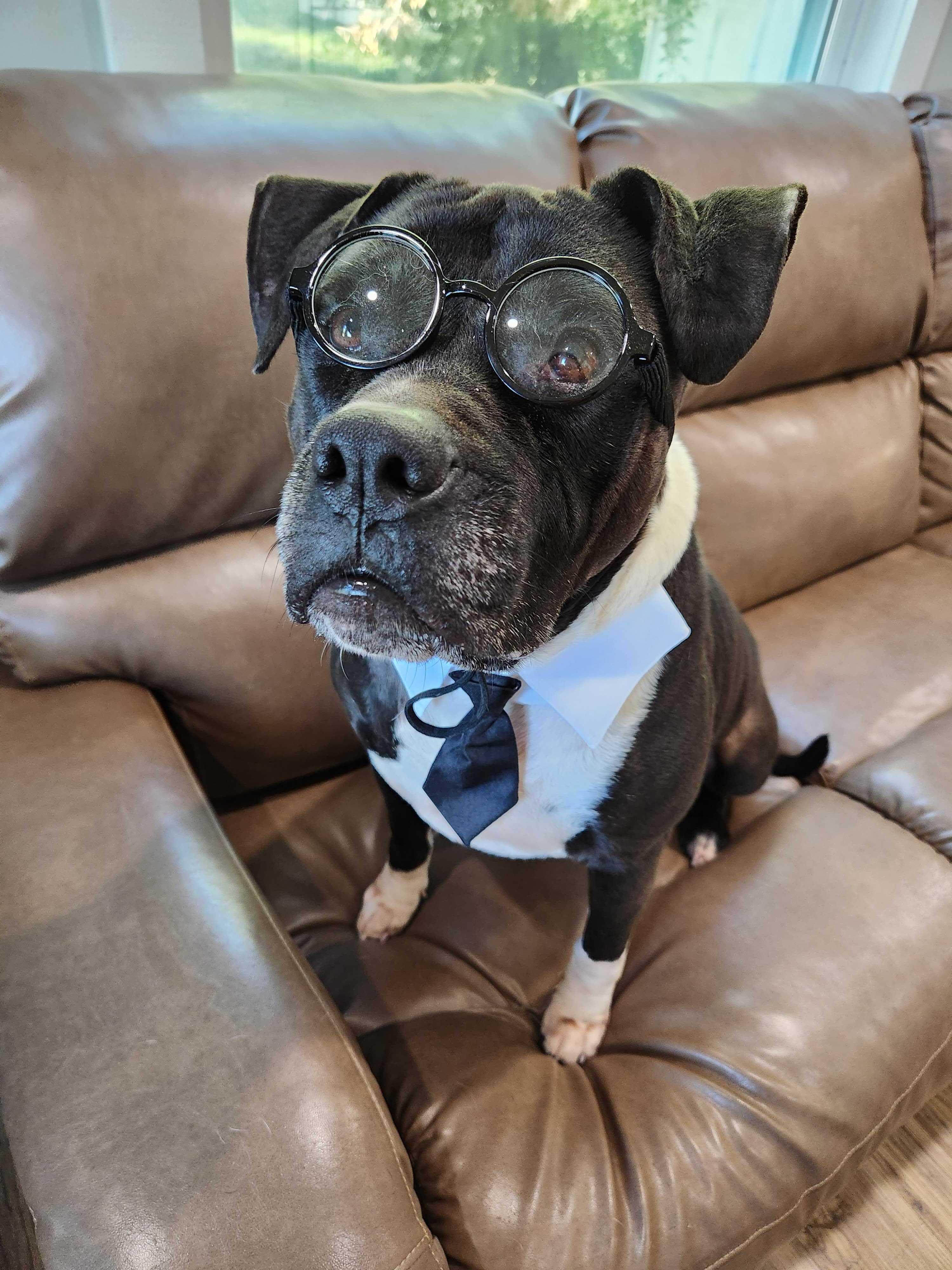 Oliver, Adoptable, Adult Male Pit Bull Terrier.