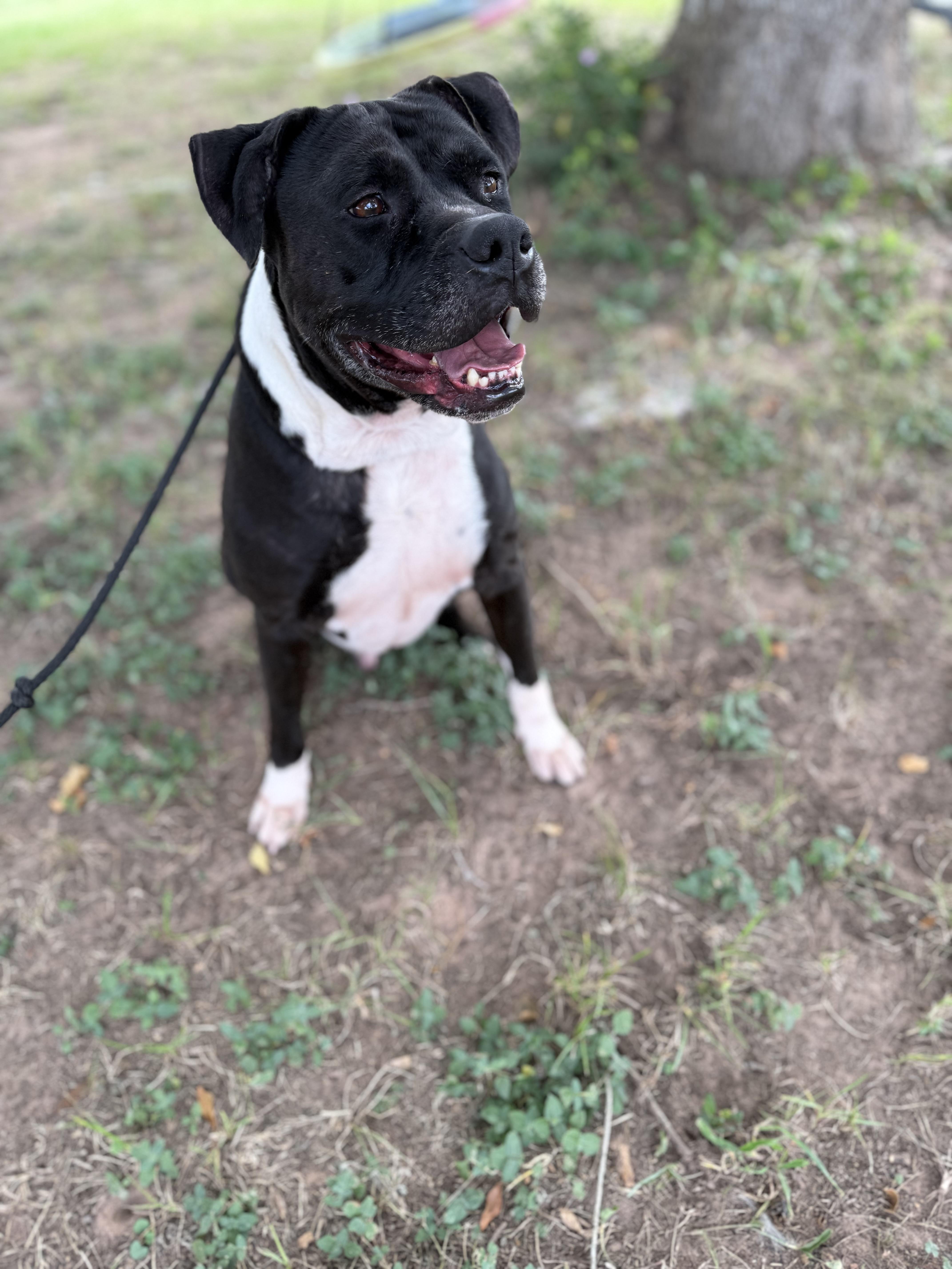 Enlarge Oliver, a Adoptable mixed breed in Boise, ID image 5/6