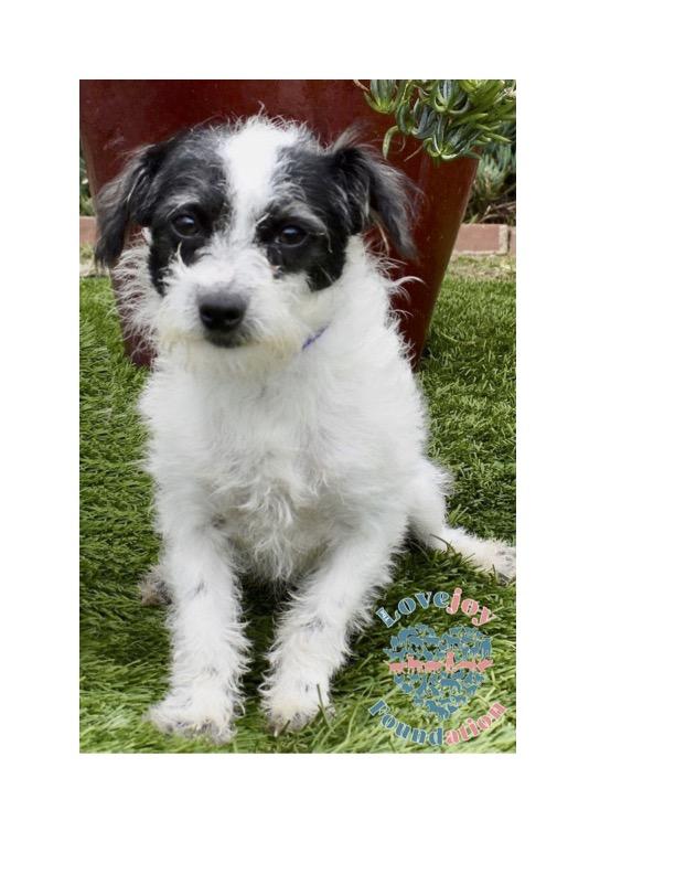 Pea Family Terrier Dog