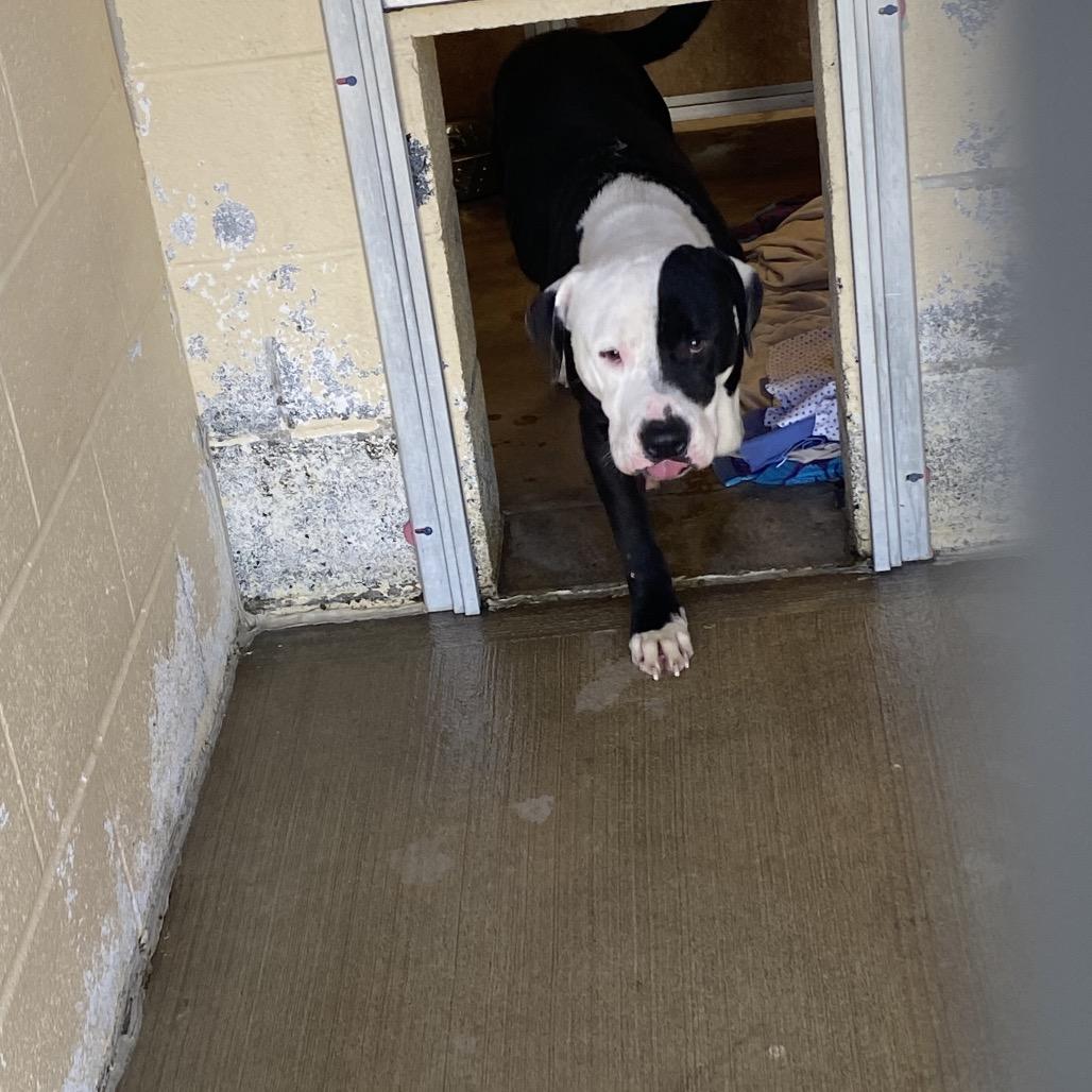 Handsome, Adoptable, Adult Male Mixed Breed.