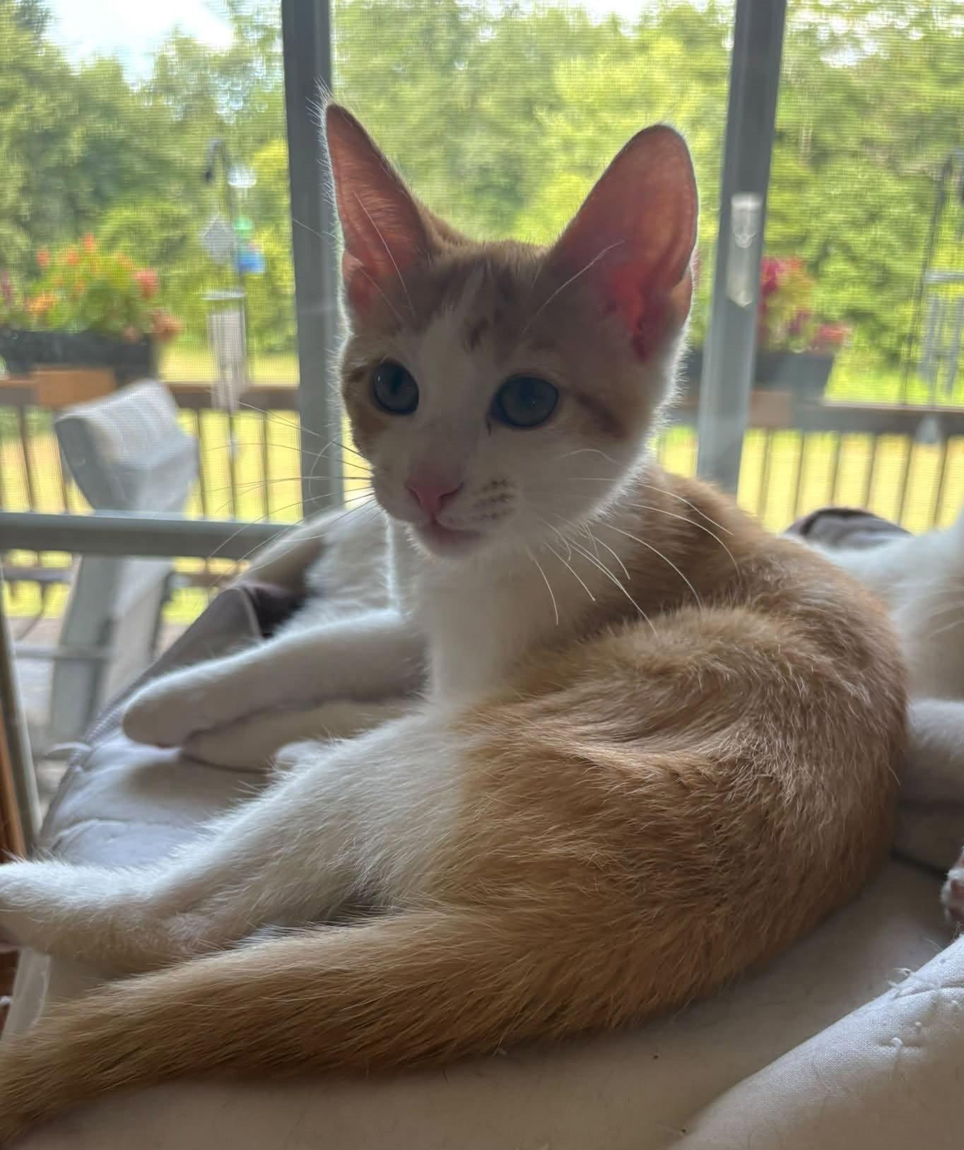 Doug, Adoptable, Kitten Male Domestic Medium Hair.