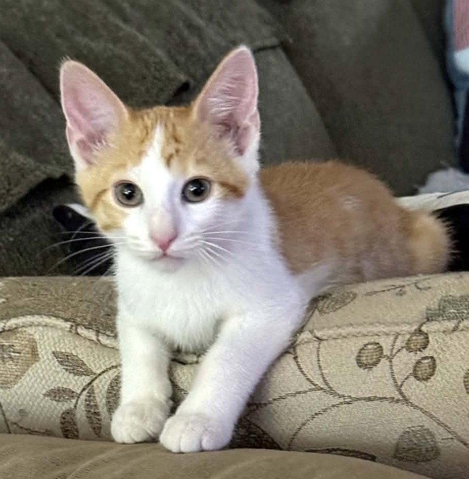 Enlarge Doug, a Adoptable Domestic Medium Hair in Greenville, IL image 2/2