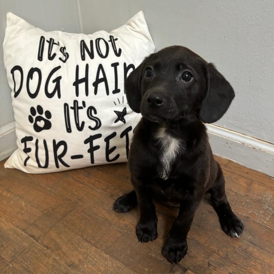 Mazie, an adopted Labrador Retriever Mix in Lindenhurst, NY_image-1