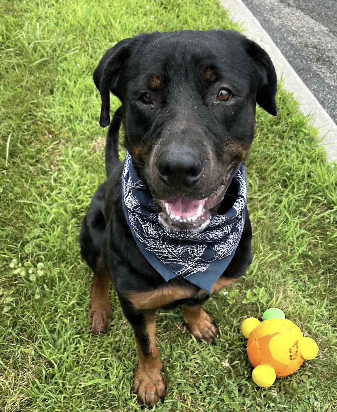 Snow, Adoptable, Adult Female Rottweiler.