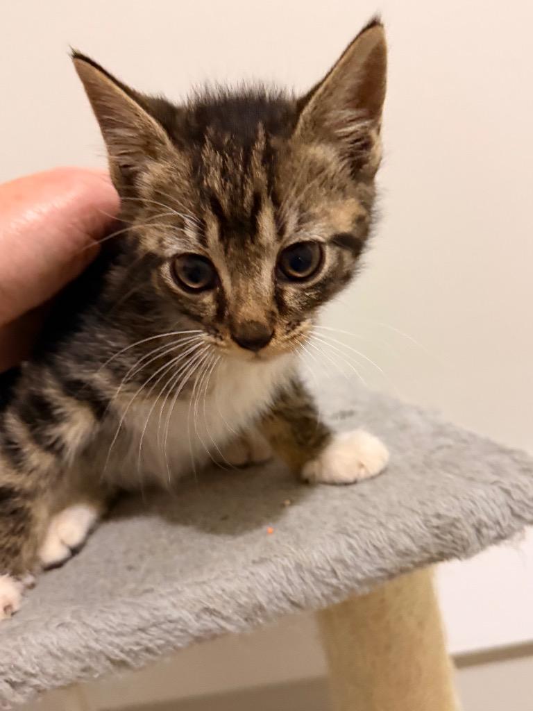 Bellini, Adoptable, Kitten Male Domestic Short Hair.
